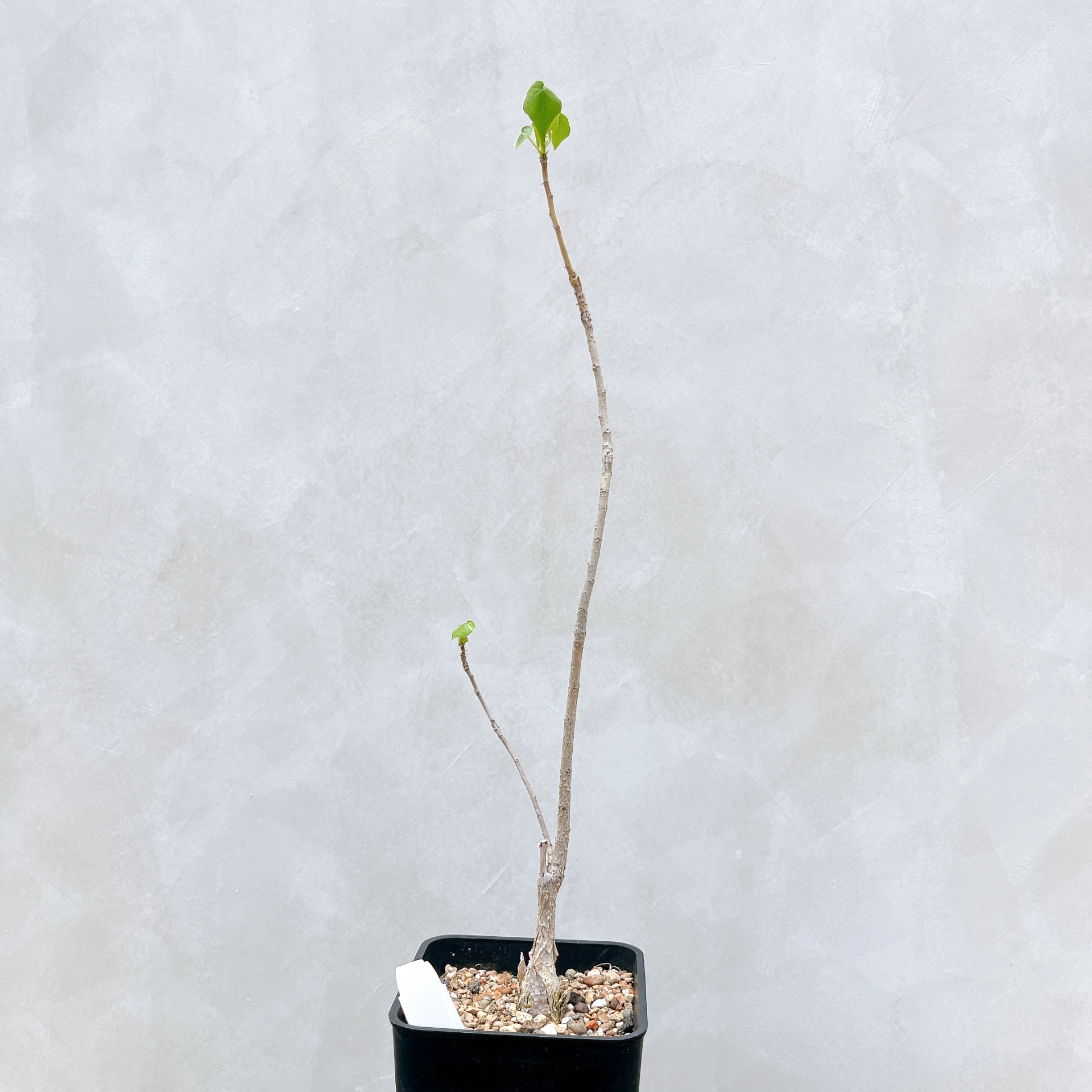 非洲蘋婆 Sterculia rogersii CA-5551