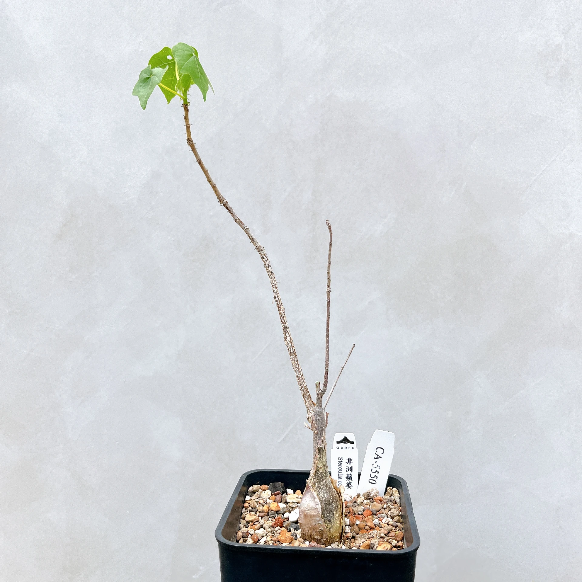 非洲蘋婆 Sterculia rogersii CA-5552