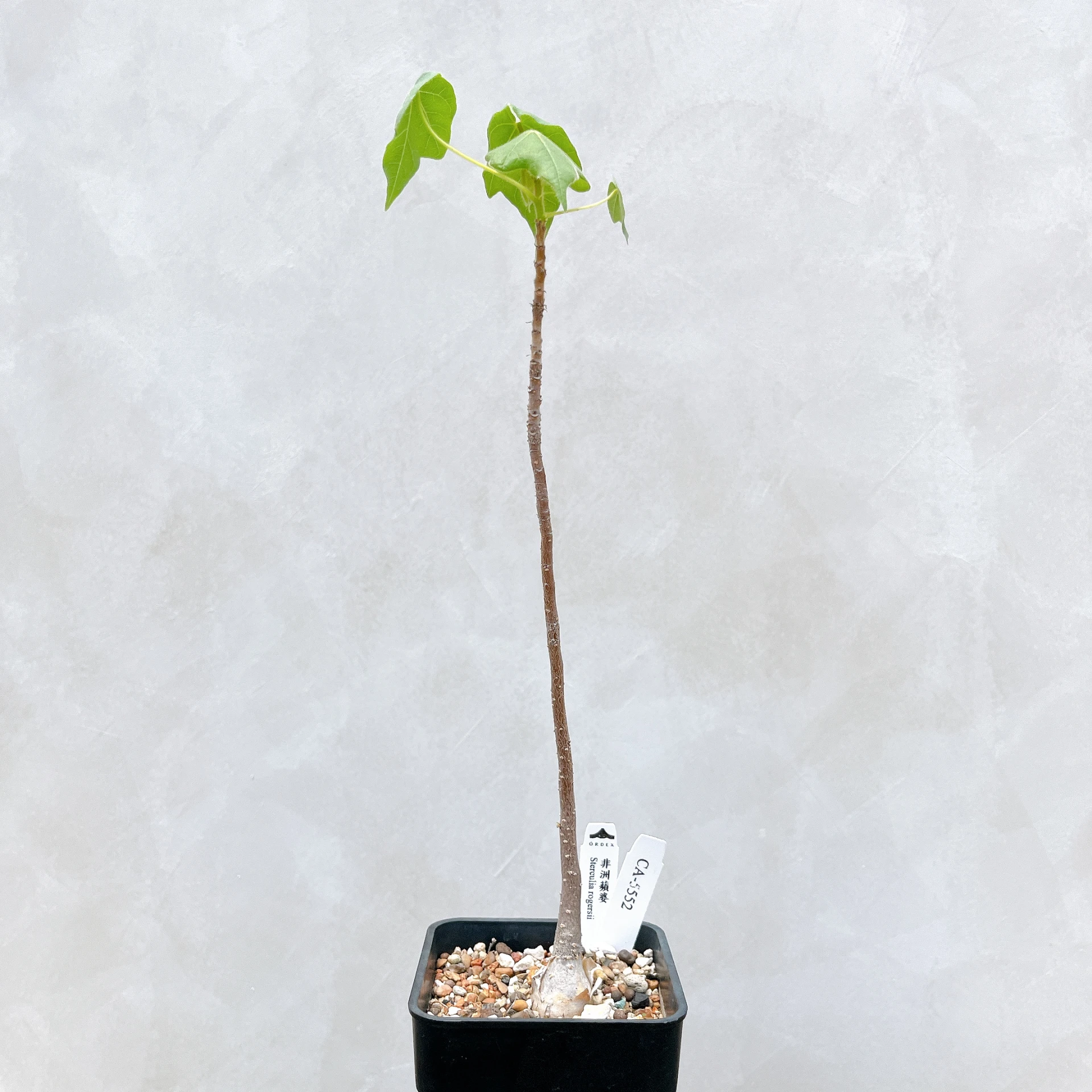 非洲蘋婆 Sterculia rogersii CA-5552