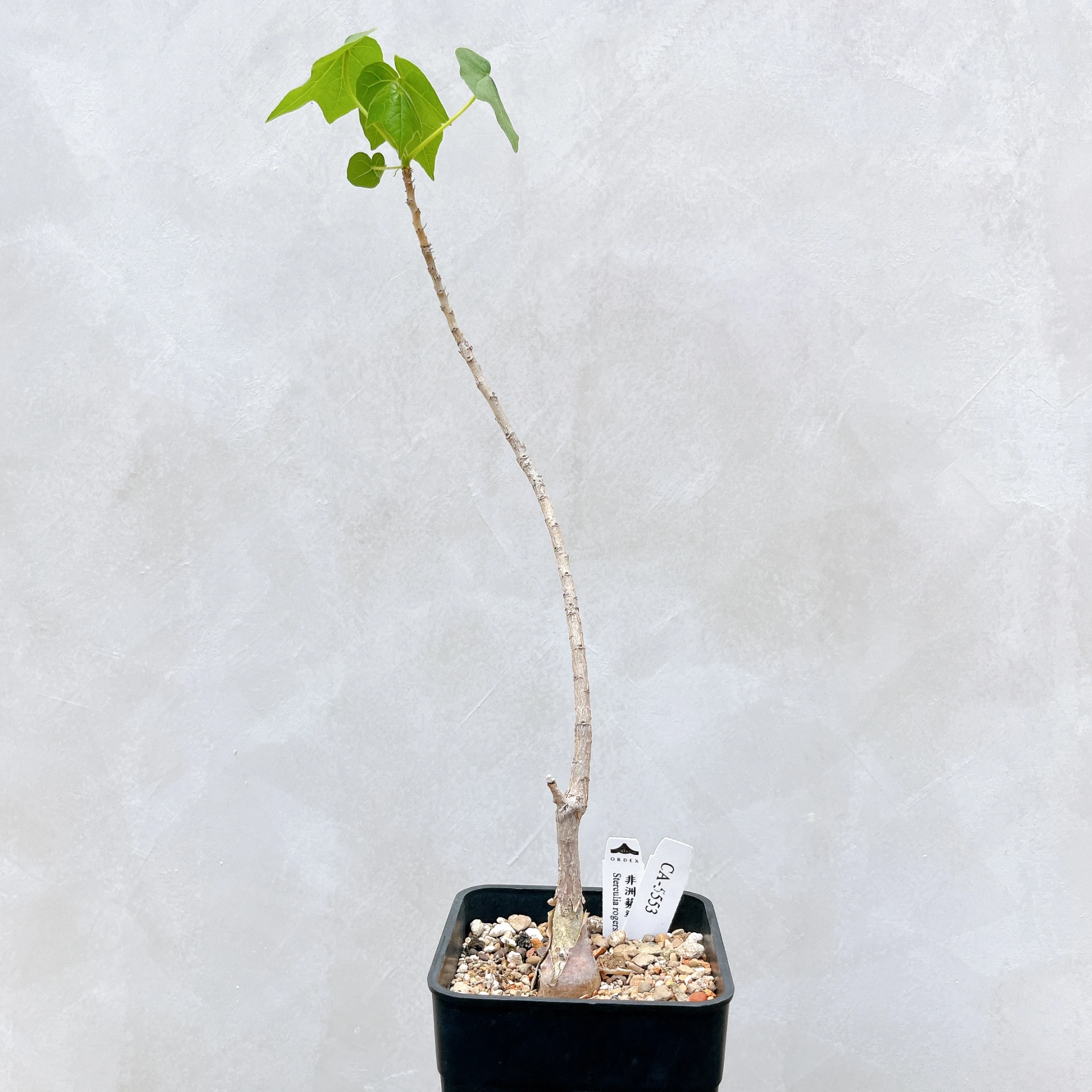 非洲蘋婆 Sterculia rogersii CA-5553