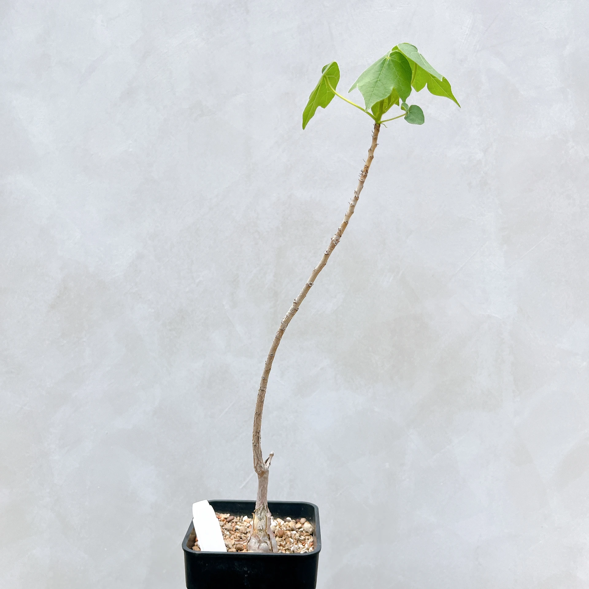非洲蘋婆 Sterculia rogersii CA-5553