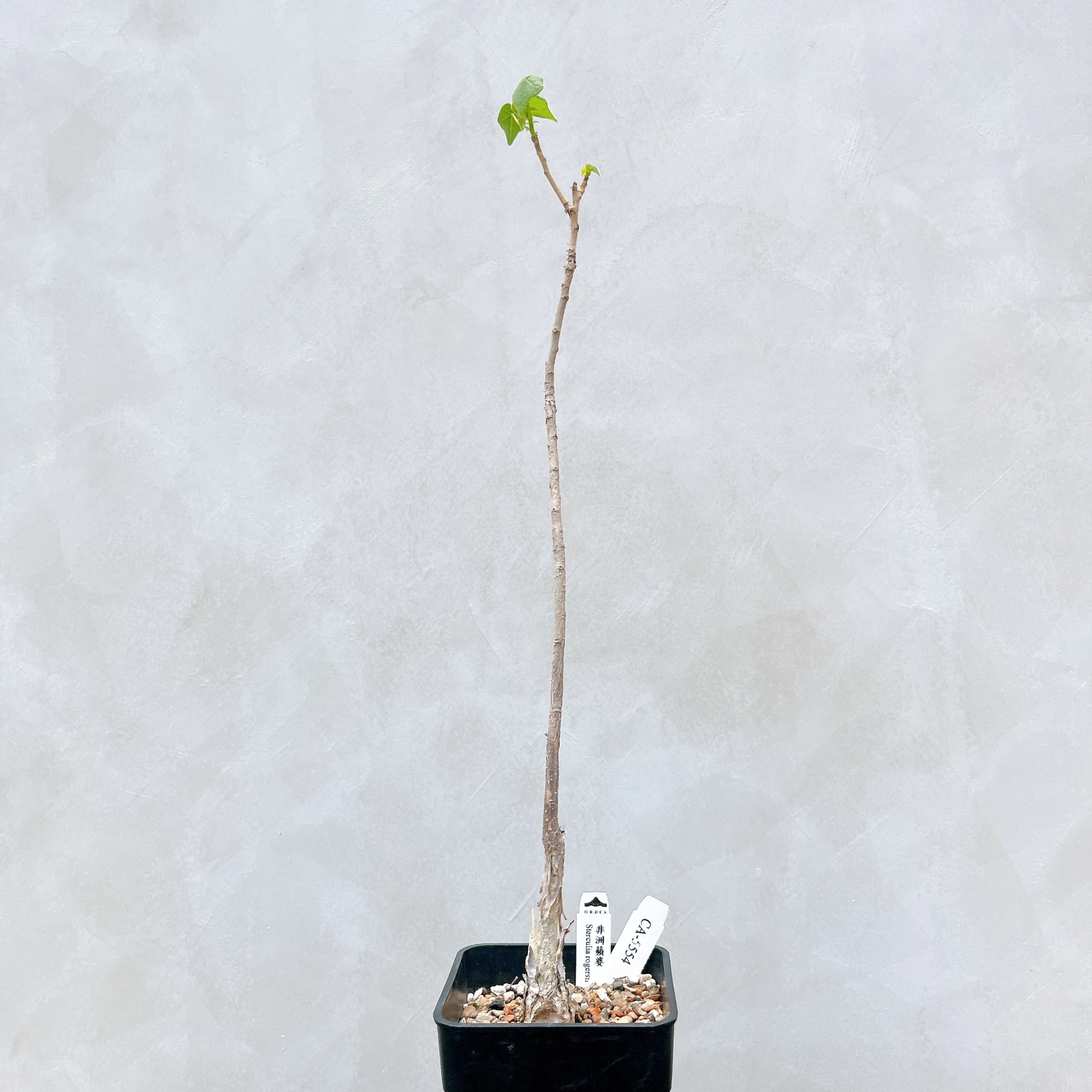 非洲蘋婆 Sterculia rogersii CA-5554