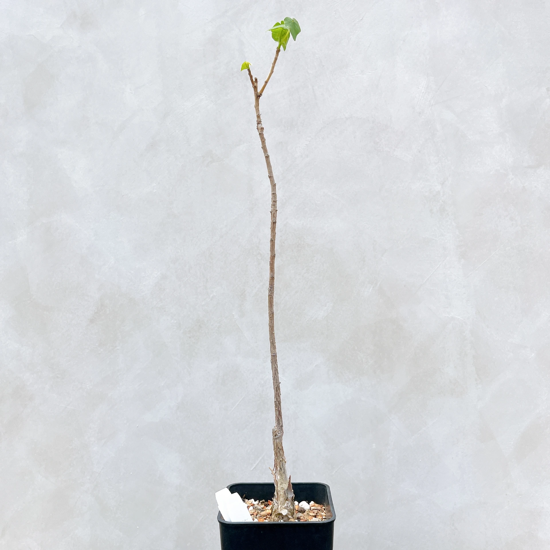 非洲蘋婆 Sterculia rogersii CA-5554