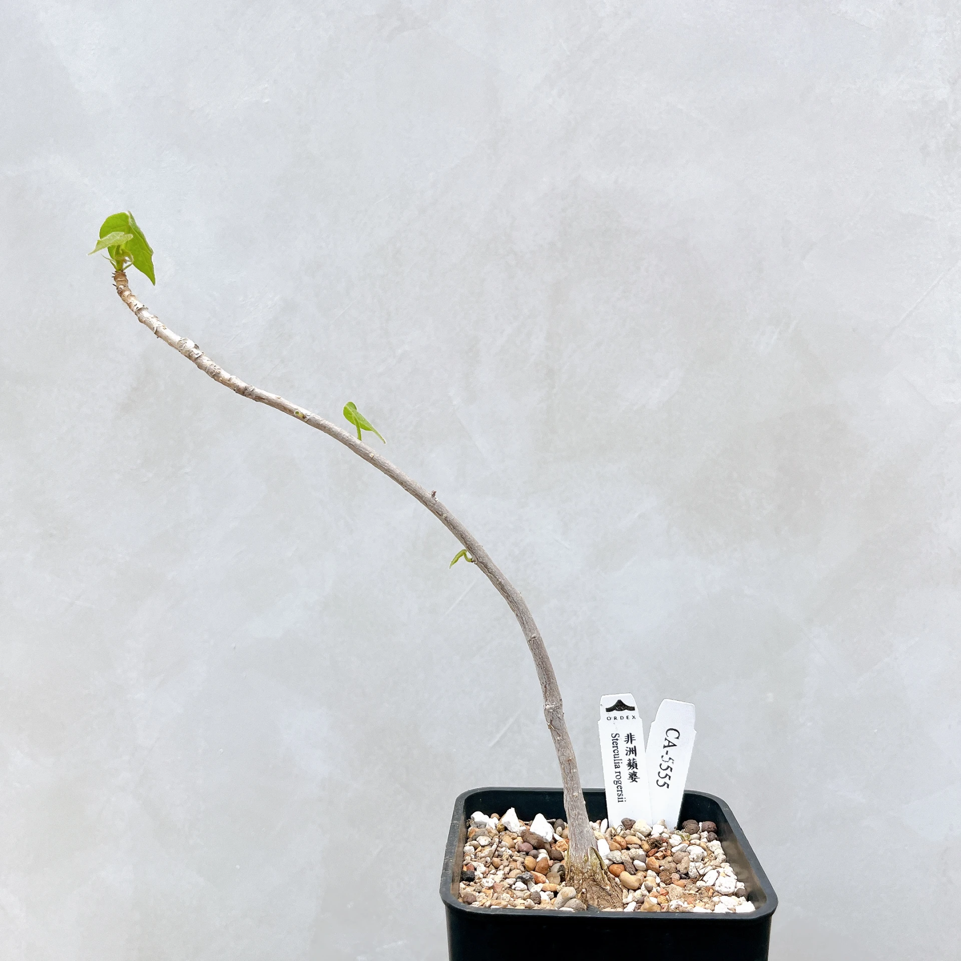 非洲蘋婆 Sterculia rogersii CA-5555