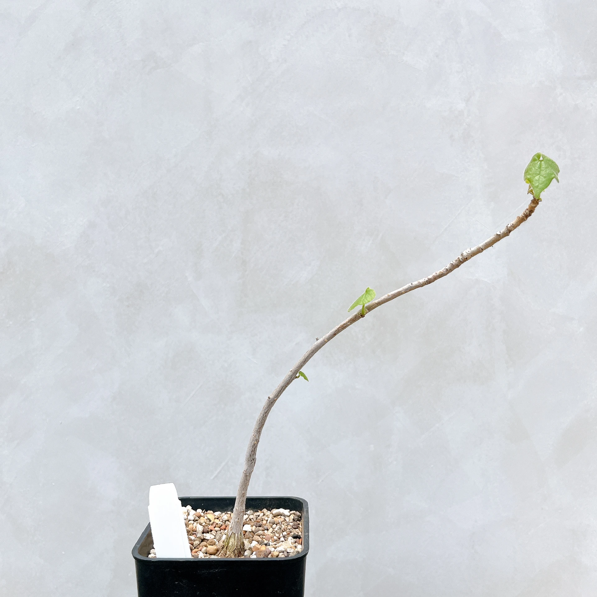 非洲蘋婆 Sterculia rogersii CA-5555