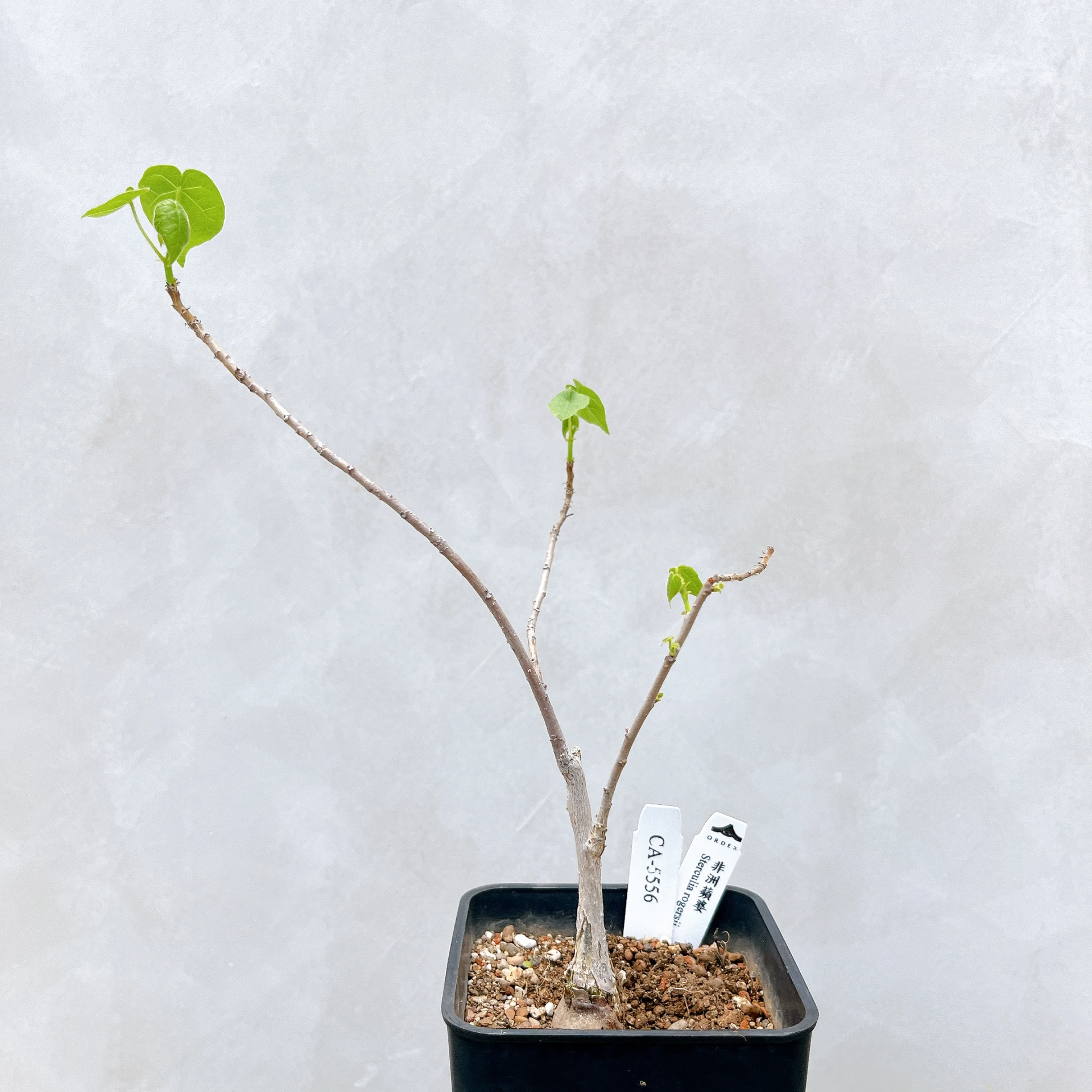 非洲蘋婆 Sterculia rogersii CA-5556
