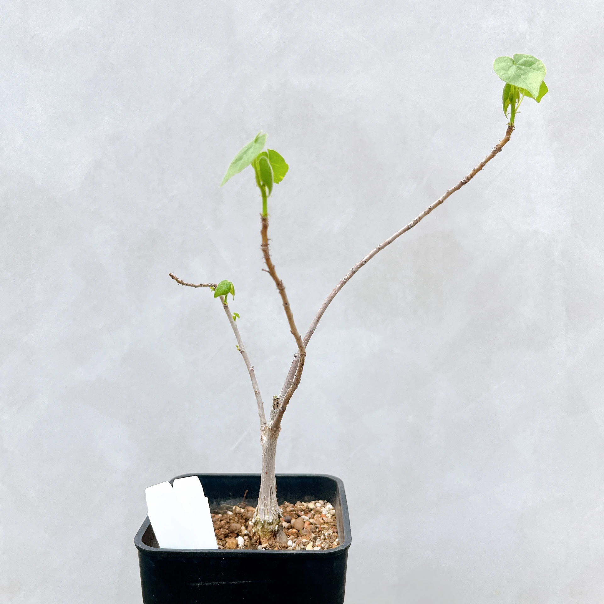 非洲蘋婆 Sterculia rogersii CA-5556