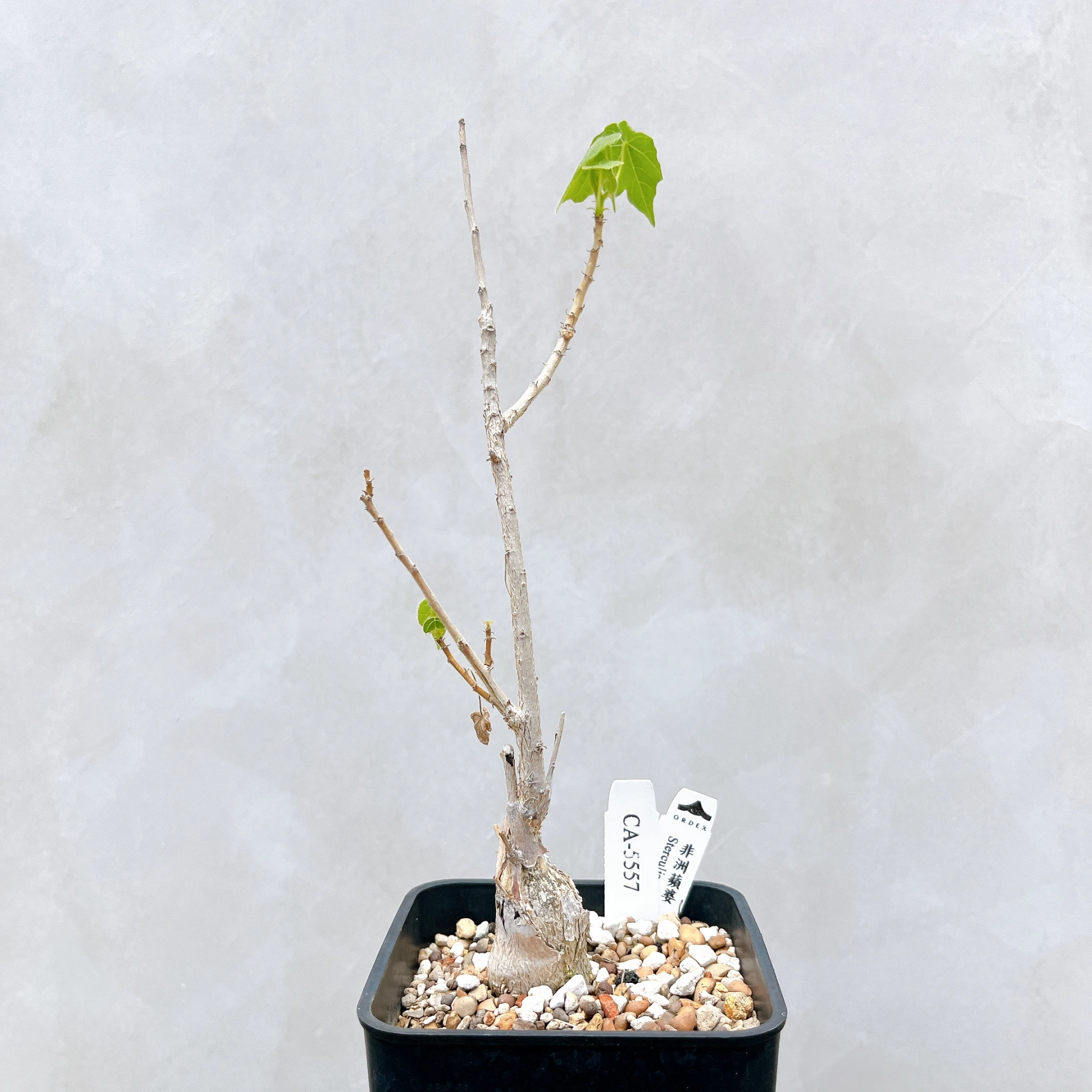 非洲蘋婆 Sterculia rogersii CA-5557