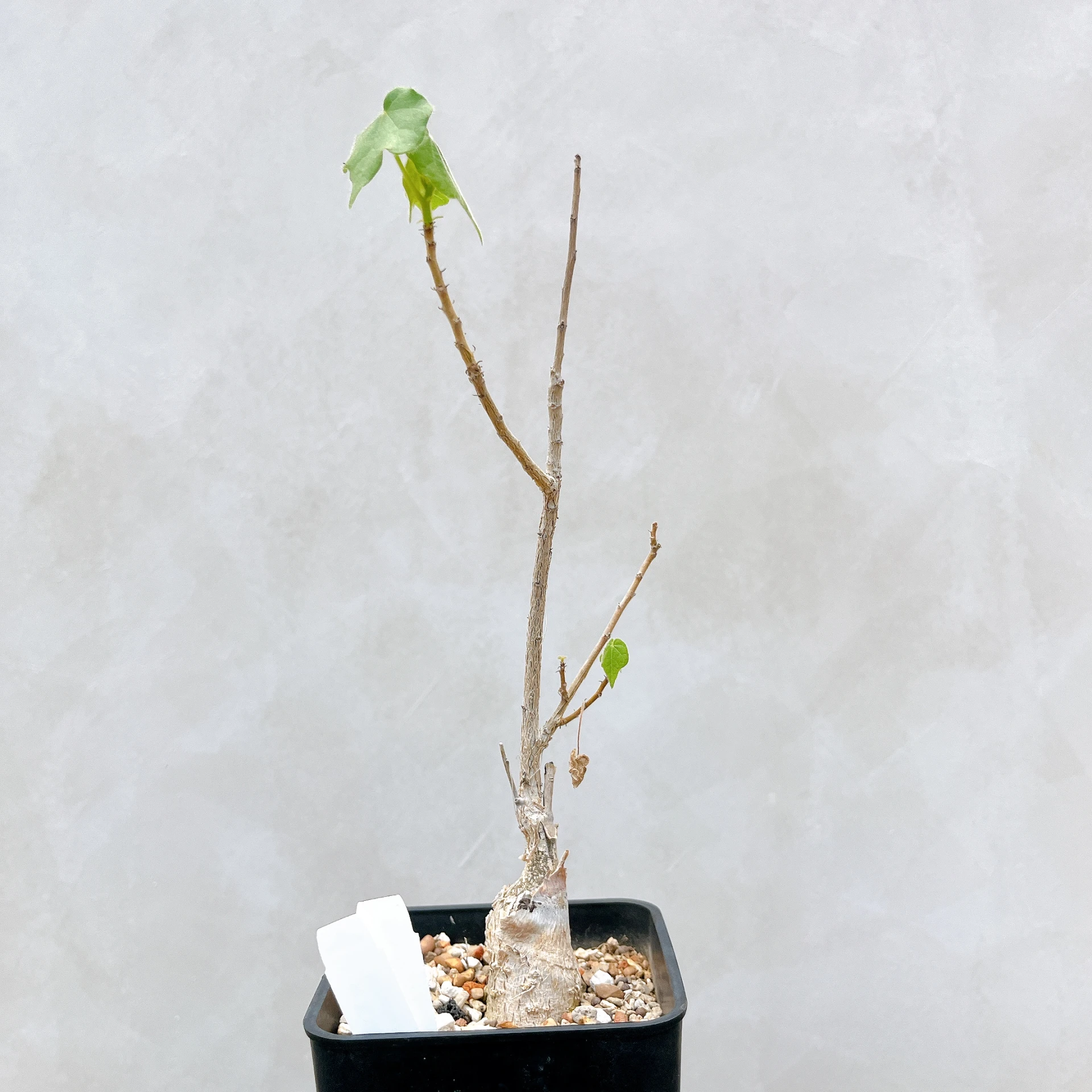 非洲蘋婆 Sterculia rogersii CA-5557