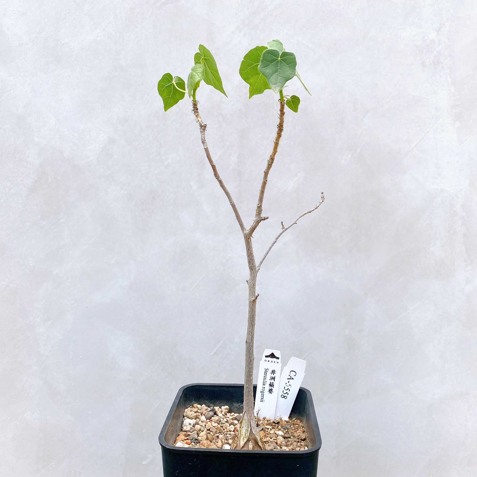 非洲蘋婆 Sterculia rogersii CA-5558