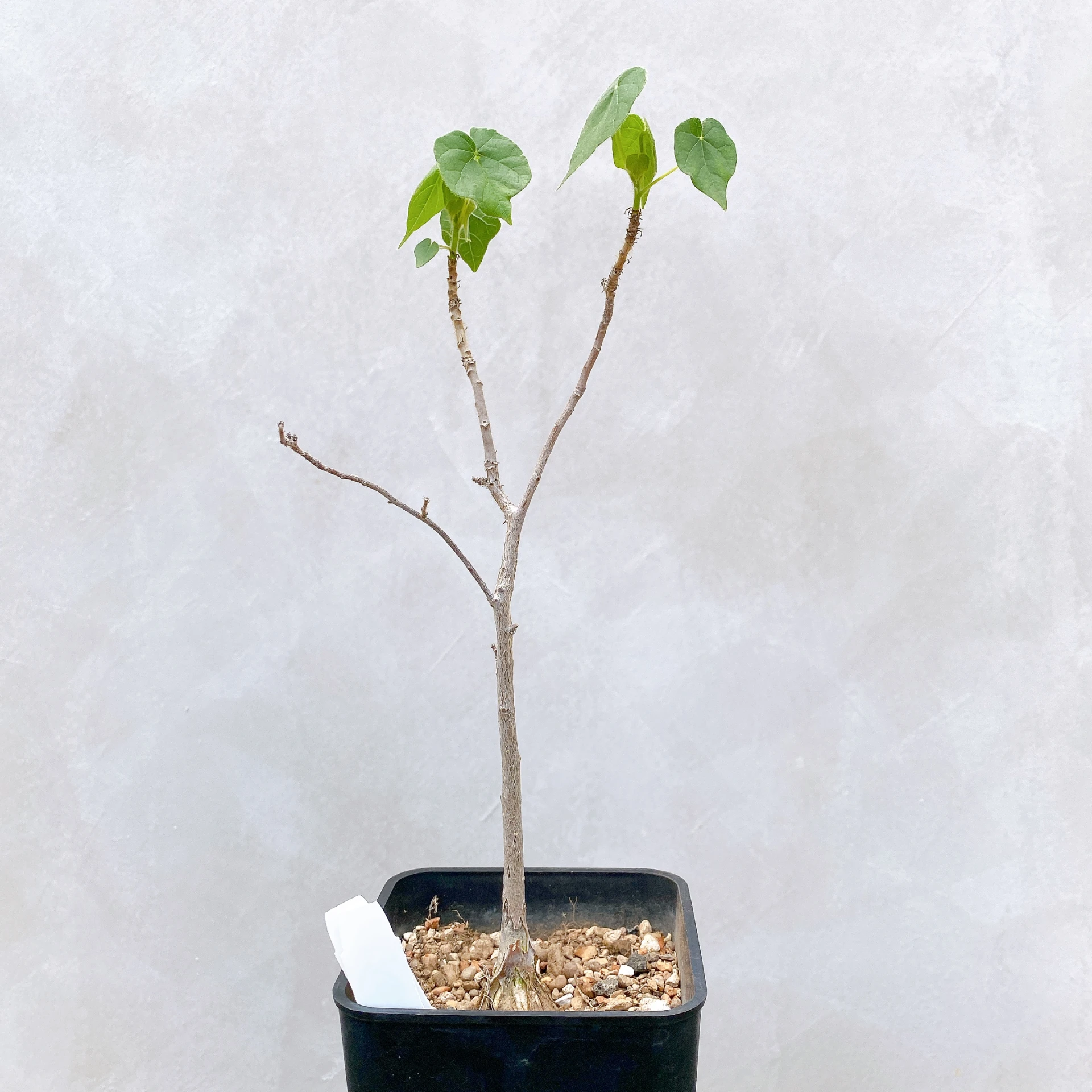 非洲蘋婆 Sterculia rogersii CA-5558