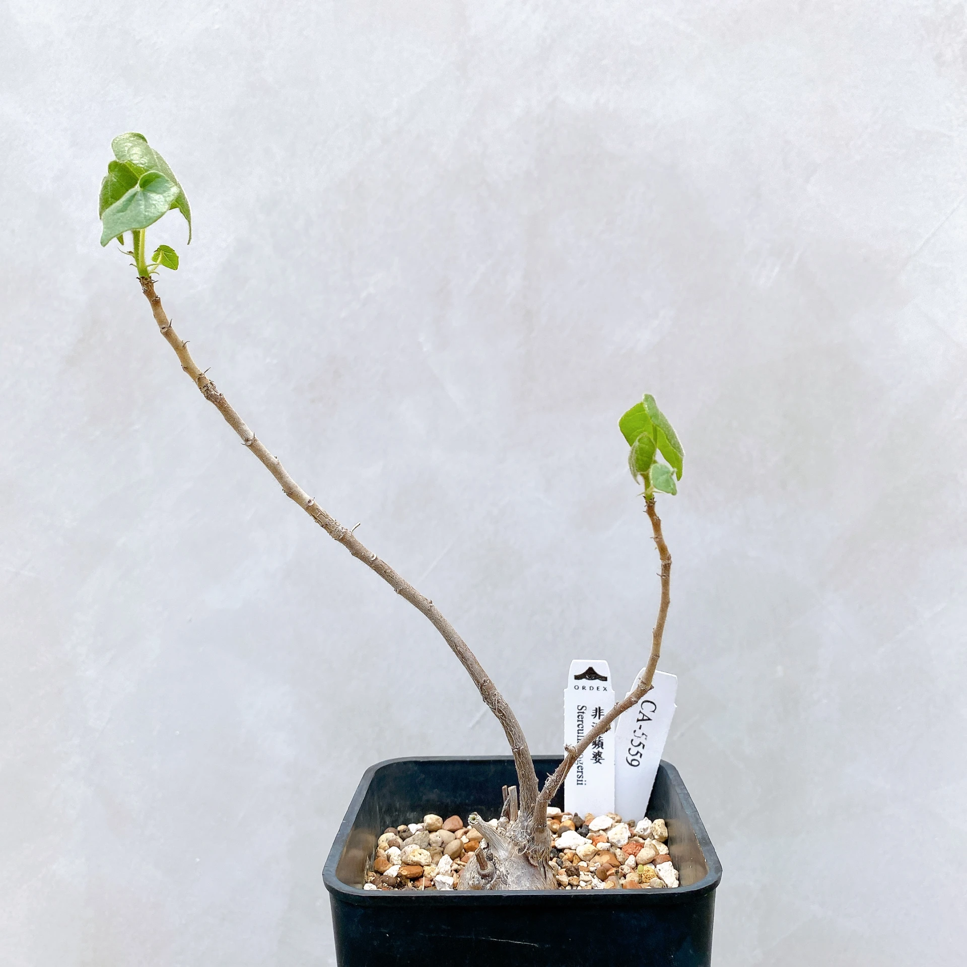 非洲蘋婆 Sterculia rogersii CA-5559