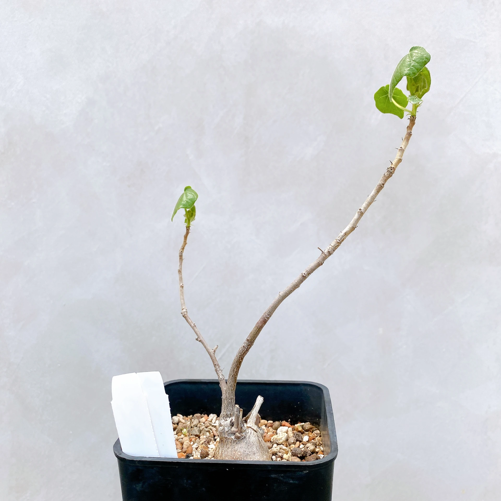 非洲蘋婆 Sterculia rogersii CA-5559