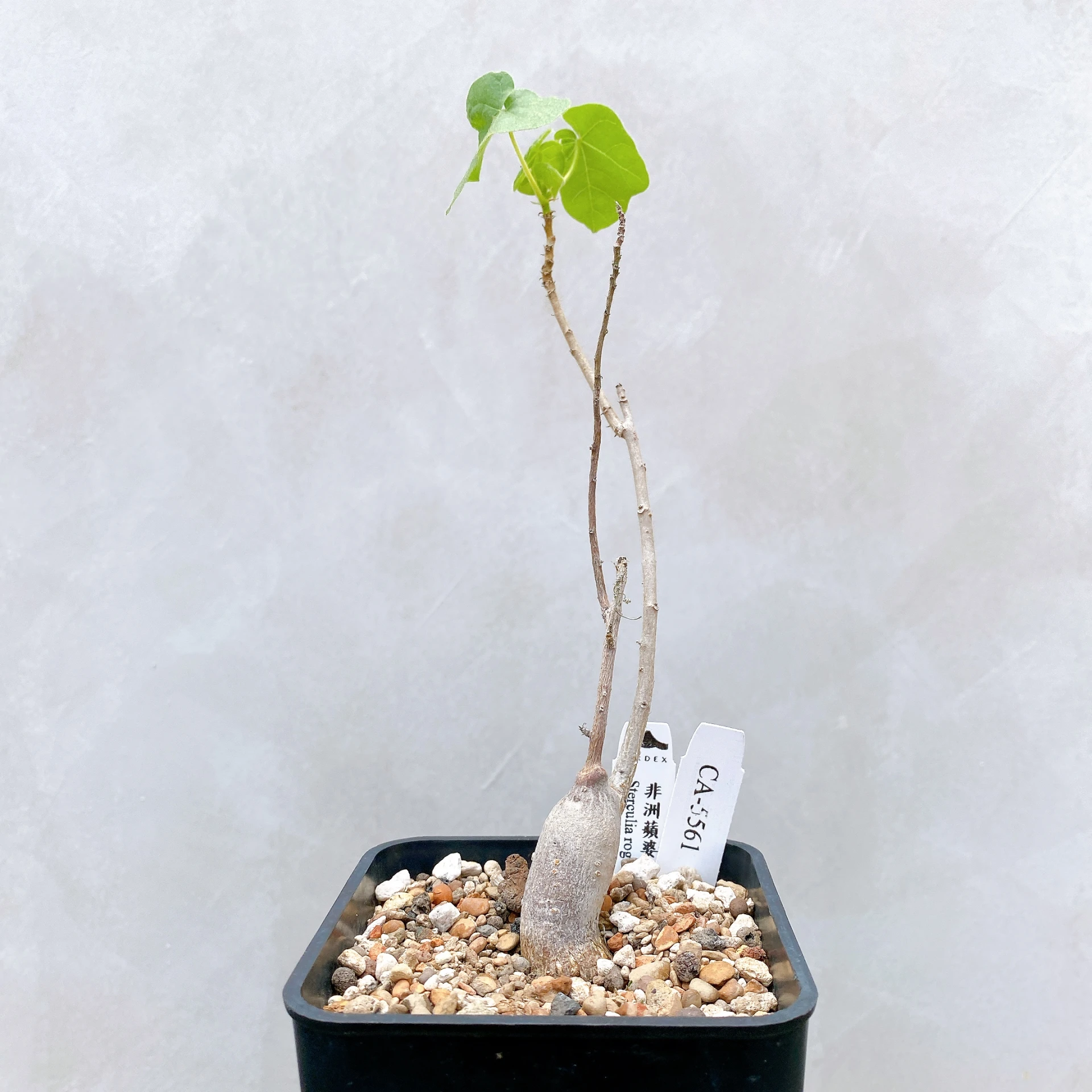 非洲蘋婆 Sterculia rogersii CA-5561