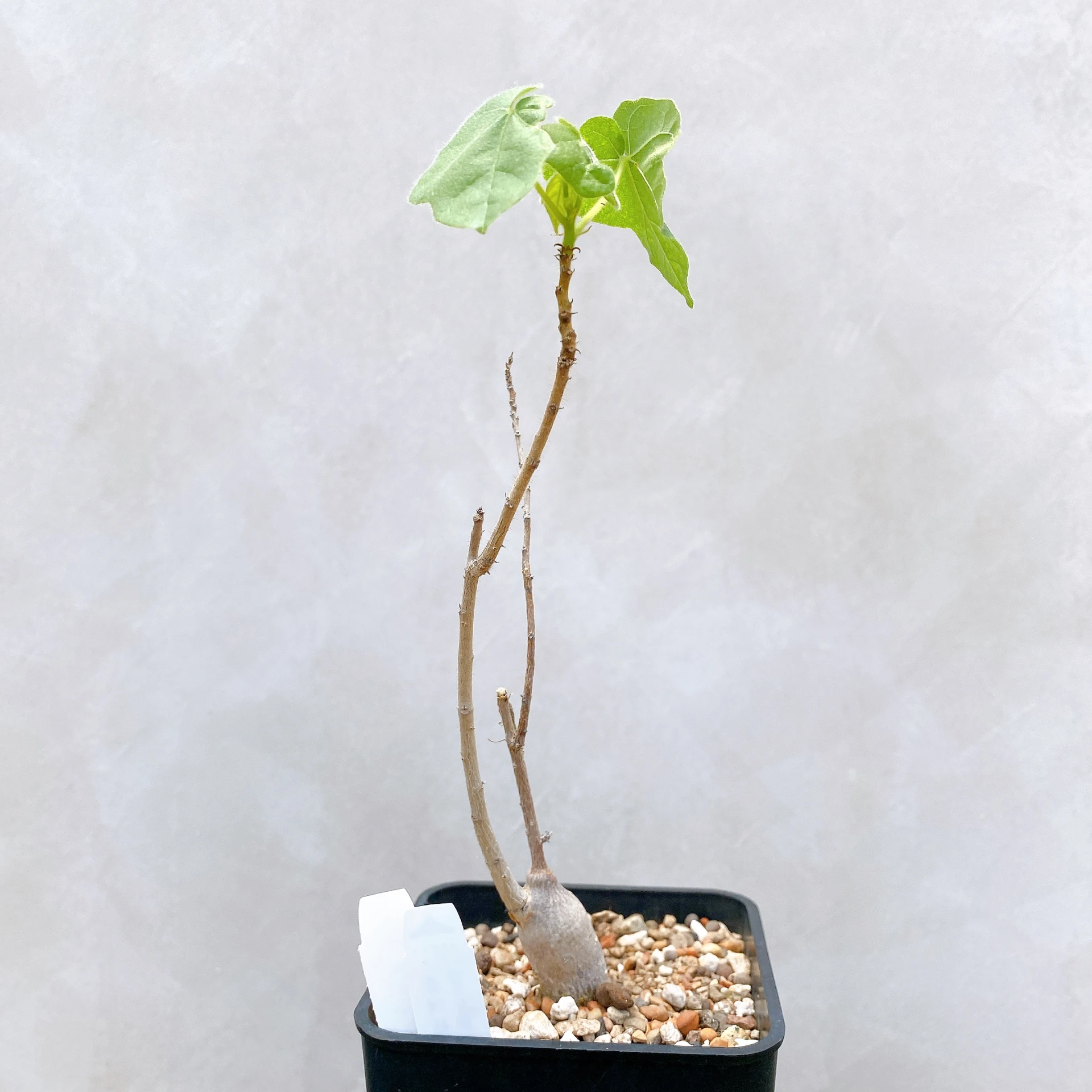 非洲蘋婆 Sterculia rogersii CA-5561