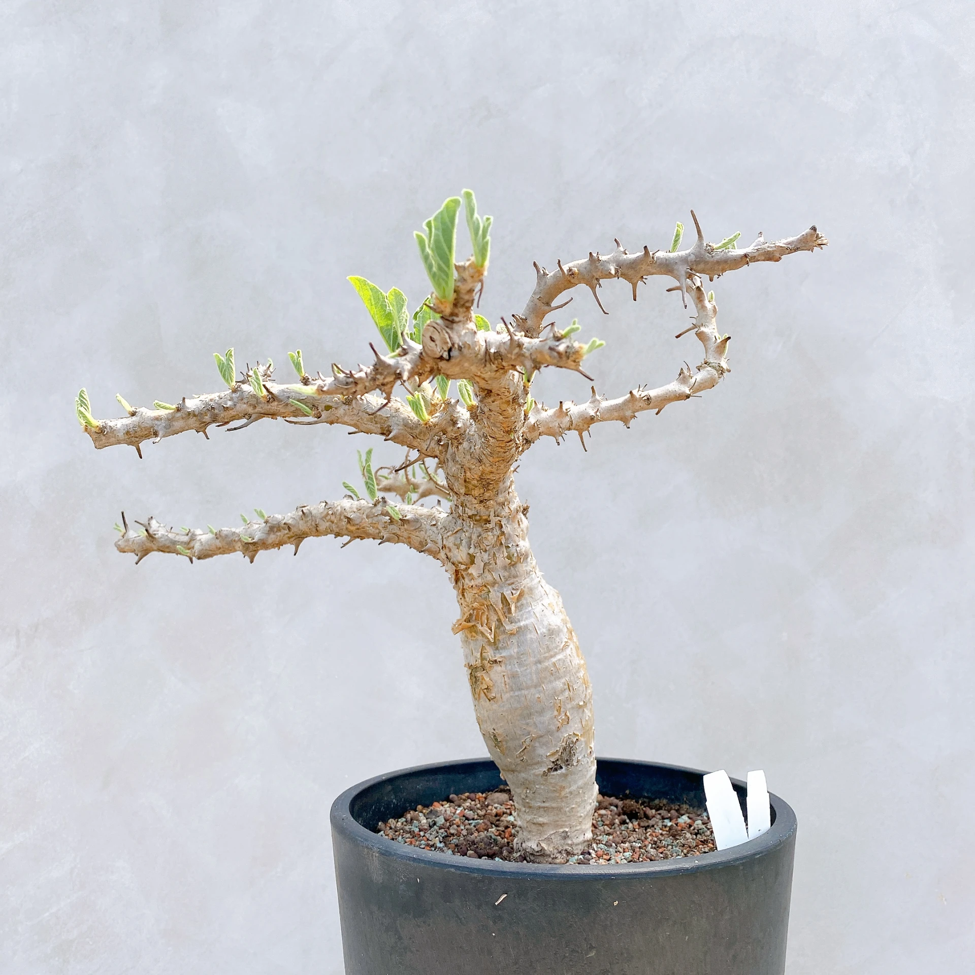 胡麻科夏型 Sesamothamnus busseanus CA-5671
