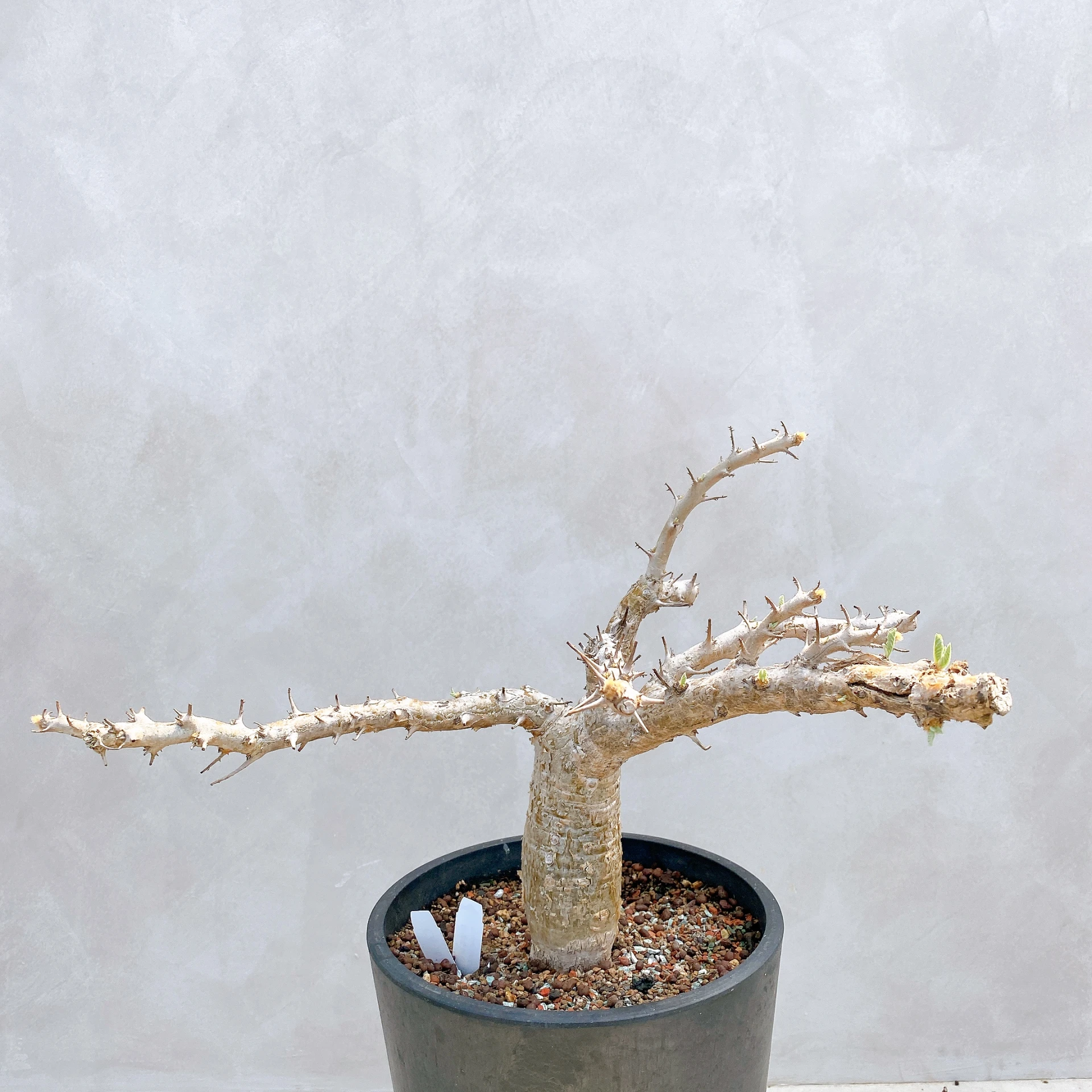 胡麻科夏型 Sesamothamnus busseanus CA-5673