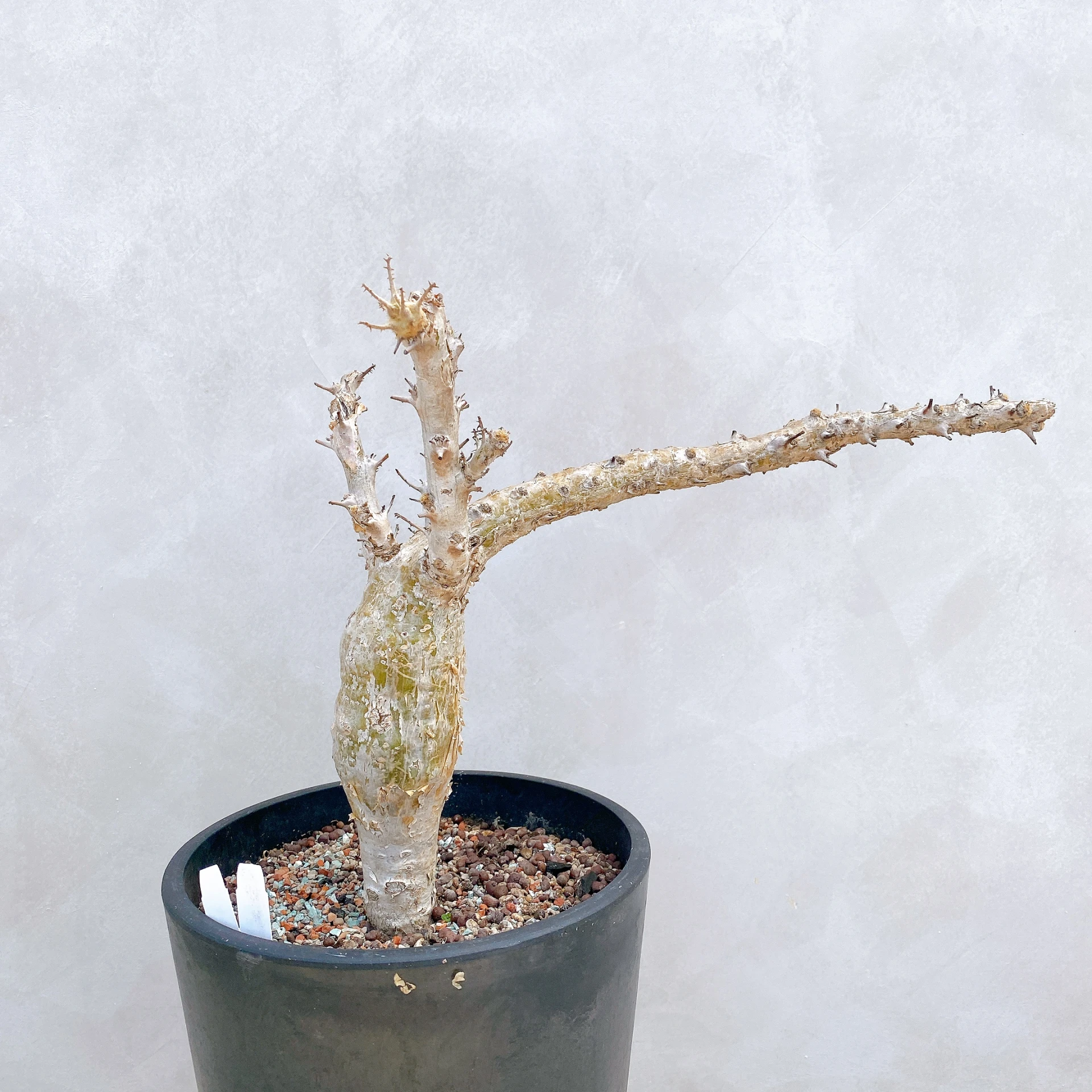胡麻科夏型 Sesamothamnus busseanus CA-5674