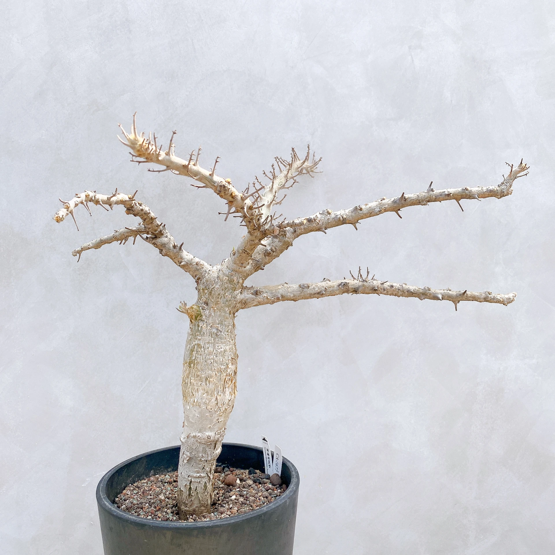 胡麻科夏型 Sesamothamnus busseanus CA-5677