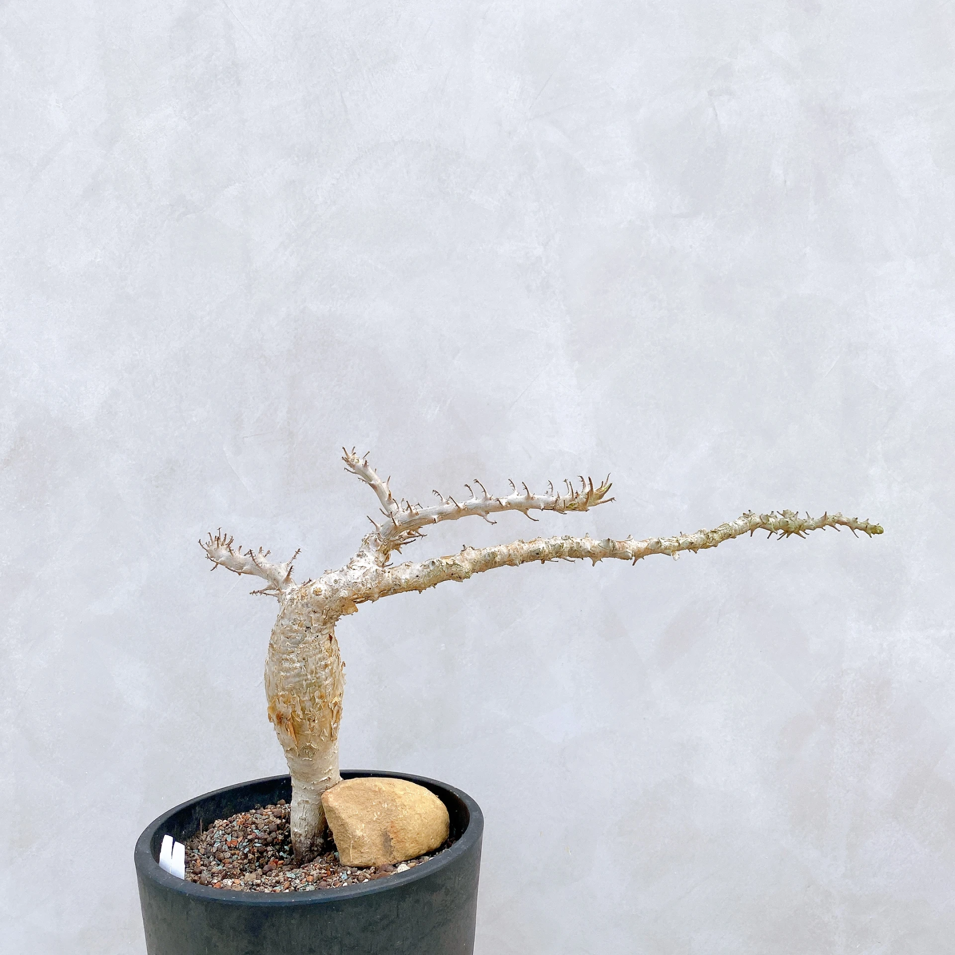 胡麻科夏型 Sesamothamnus busseanus CA-5682