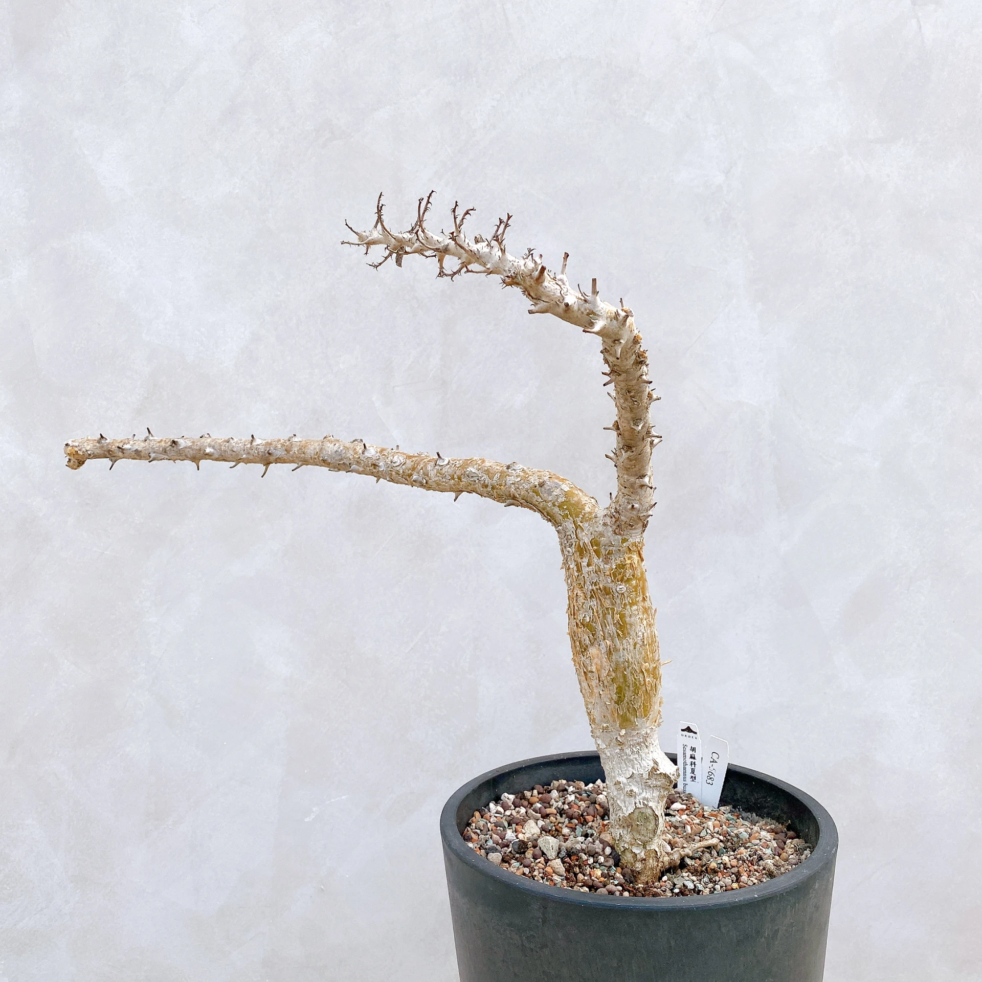 胡麻科夏型 Sesamothamnus busseanus CA-5683