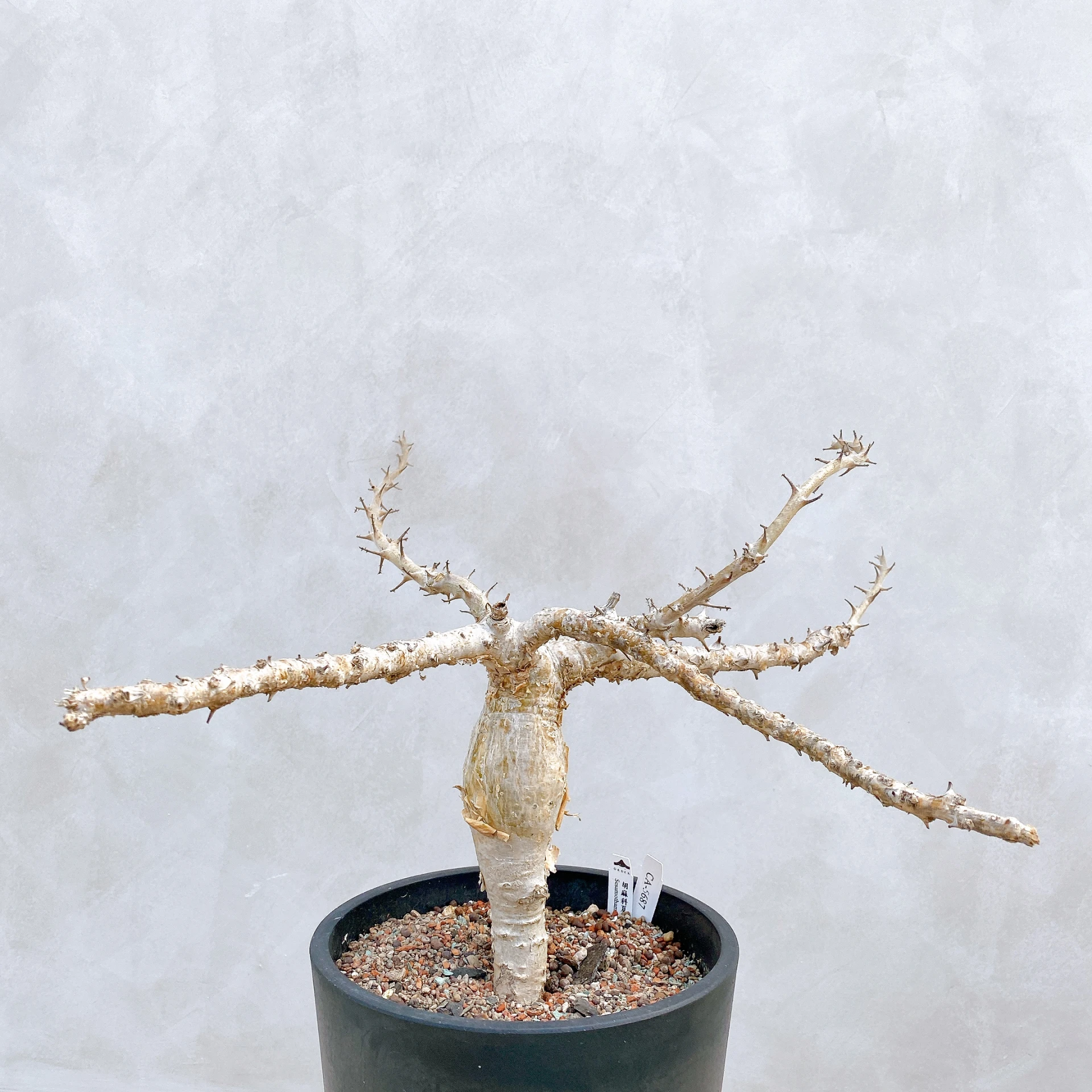 胡麻科夏型 Sesamothamnus busseanus CA-5687