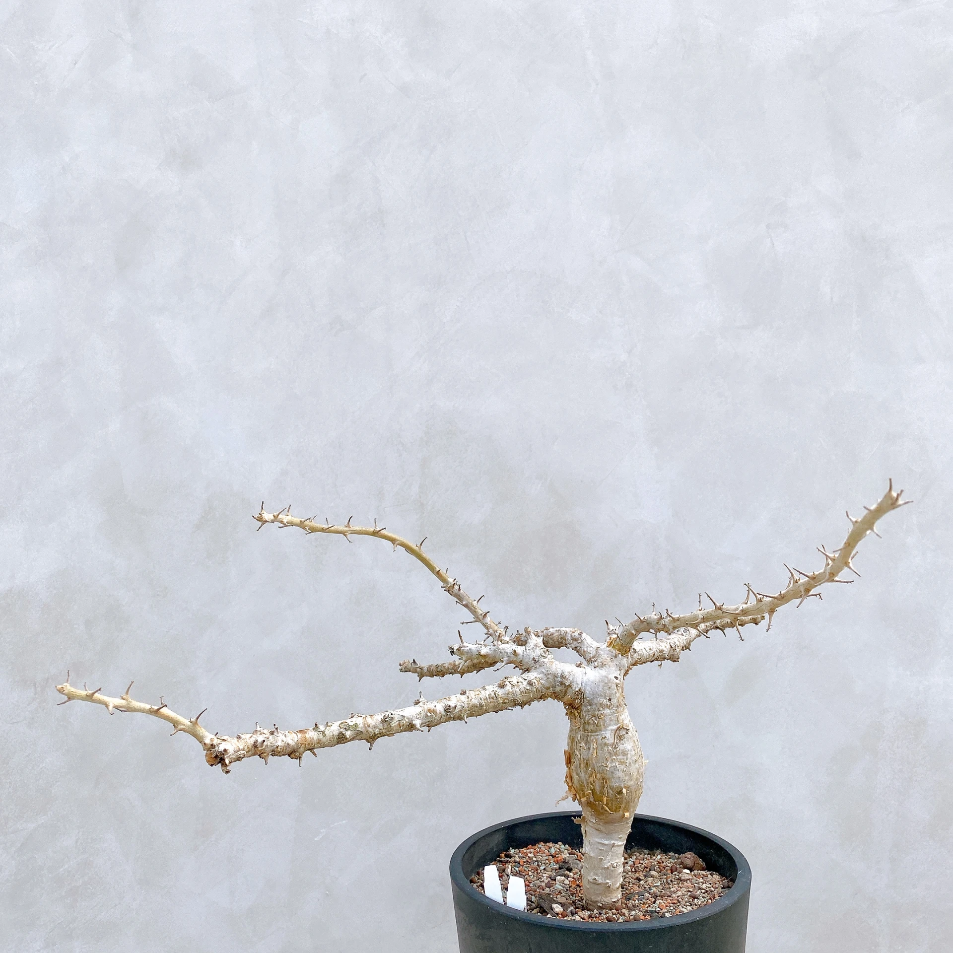 胡麻科夏型 Sesamothamnus busseanus CA-5687