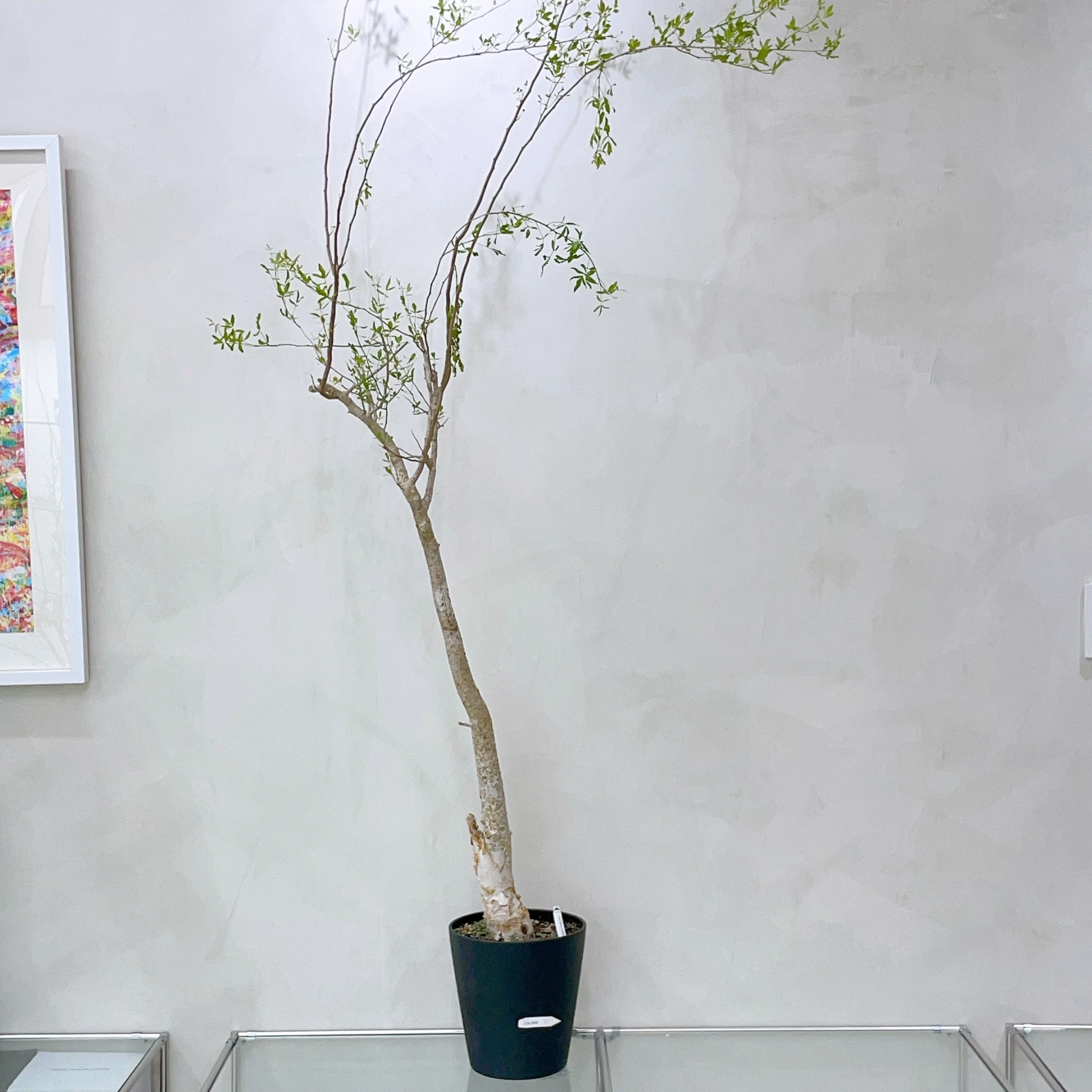 Commiphora mahafaliensis CA-5849