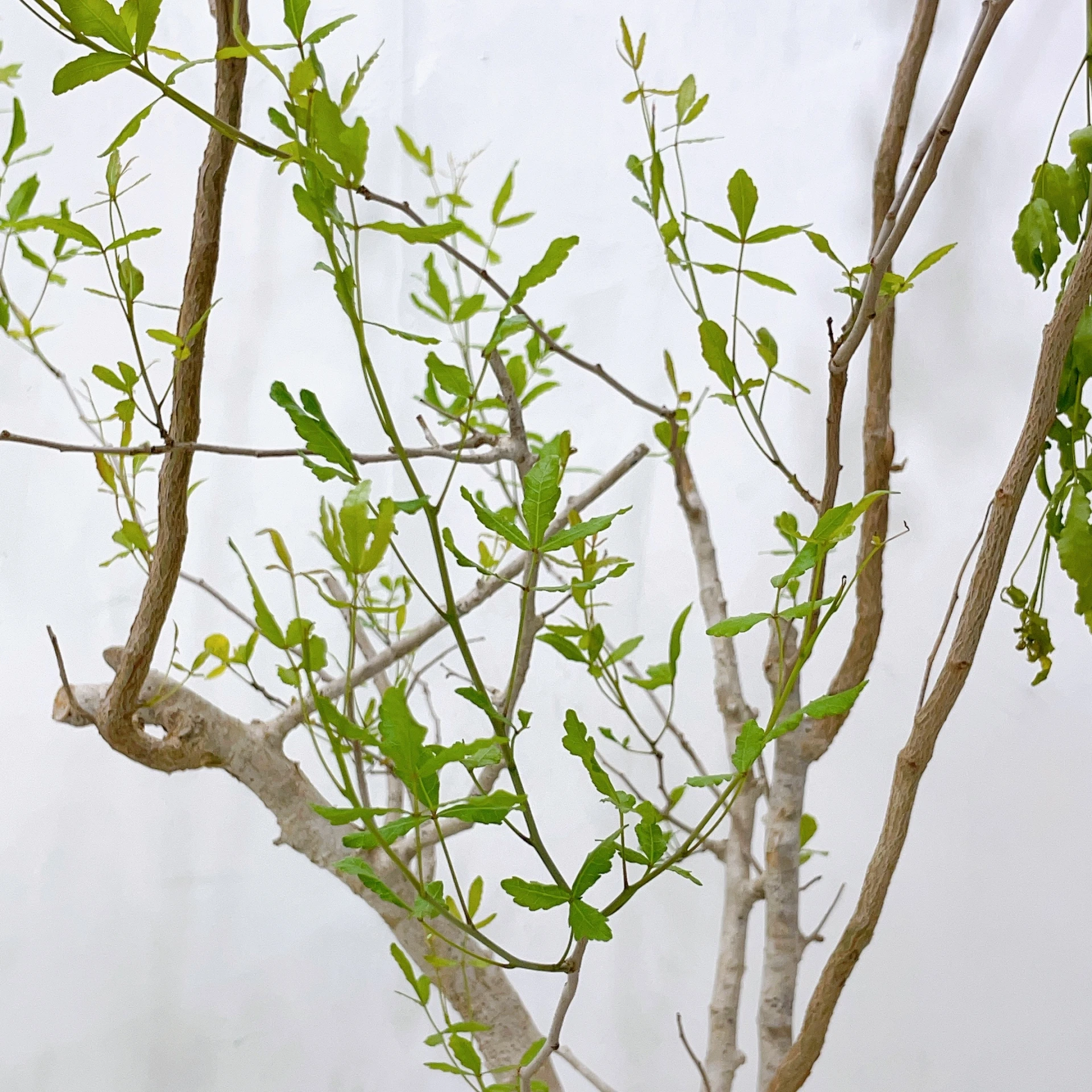 Commiphora mahafaliensis CA-5849