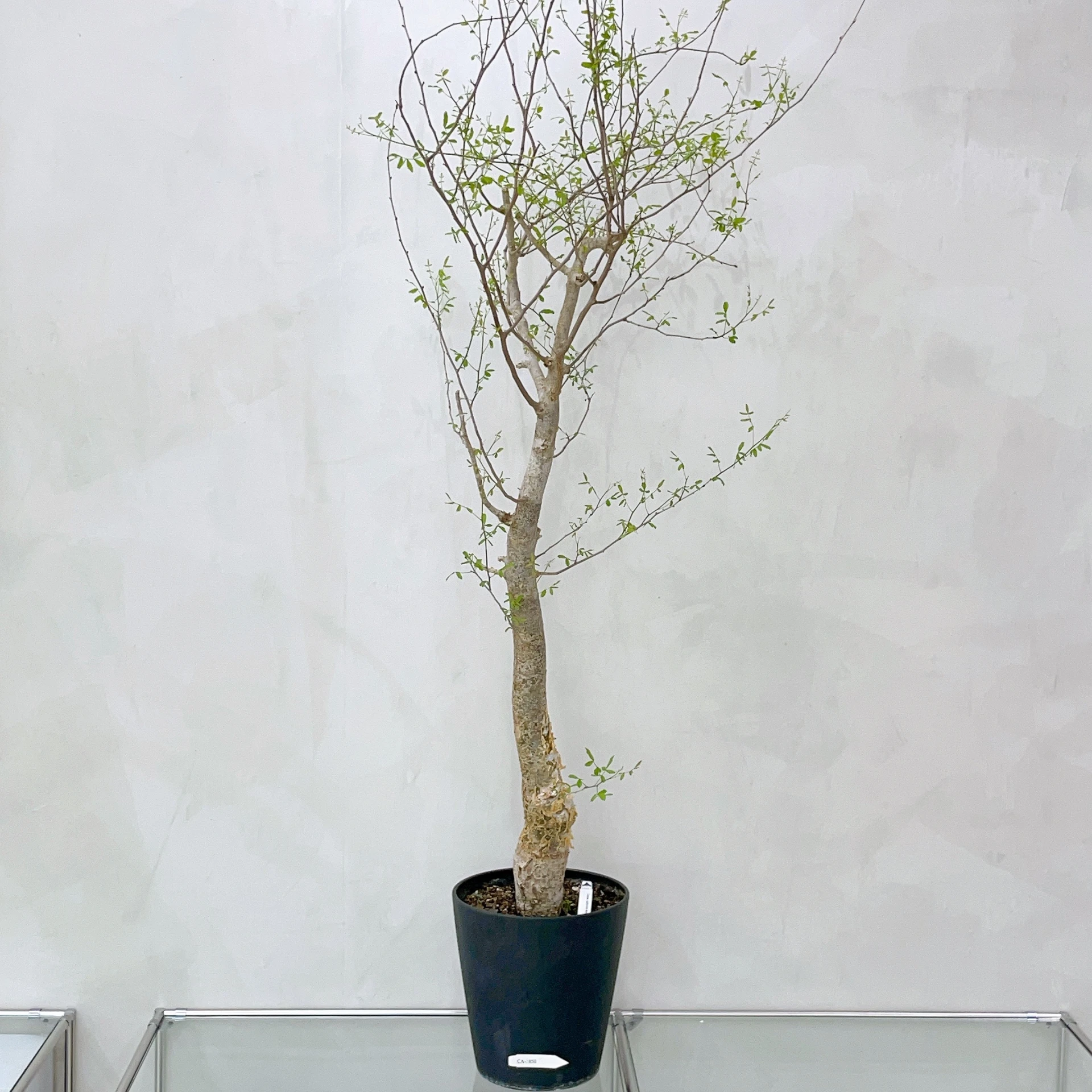 Commiphora mahafaliensis CA-5850