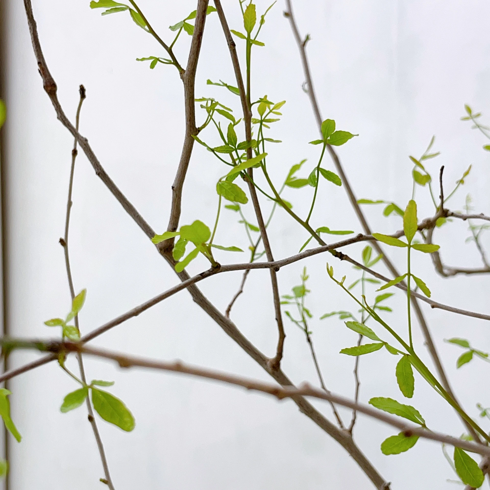 Commiphora mahafaliensis CA-5850
