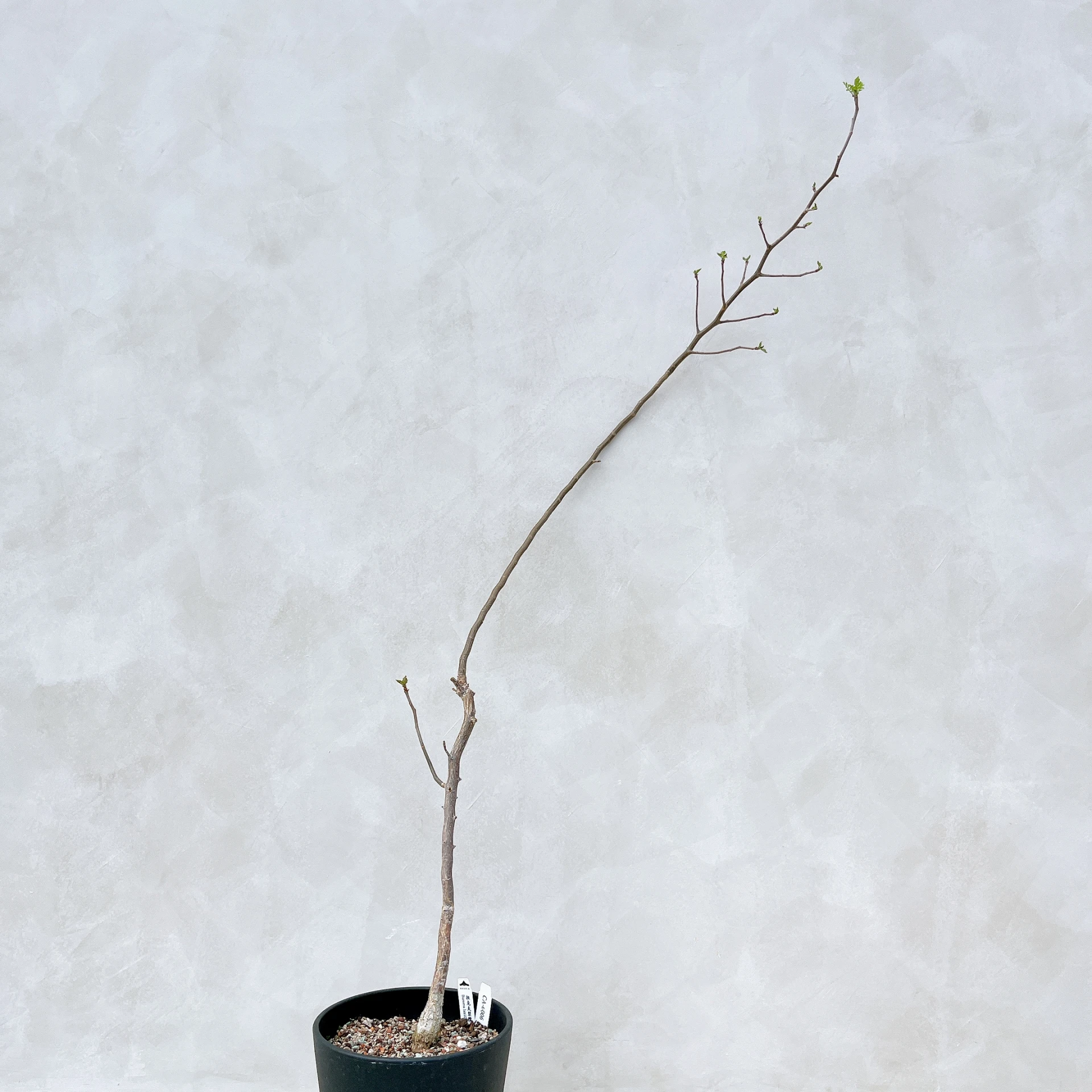 拉克夫裂欖 Bursera laxiflora CA-6006