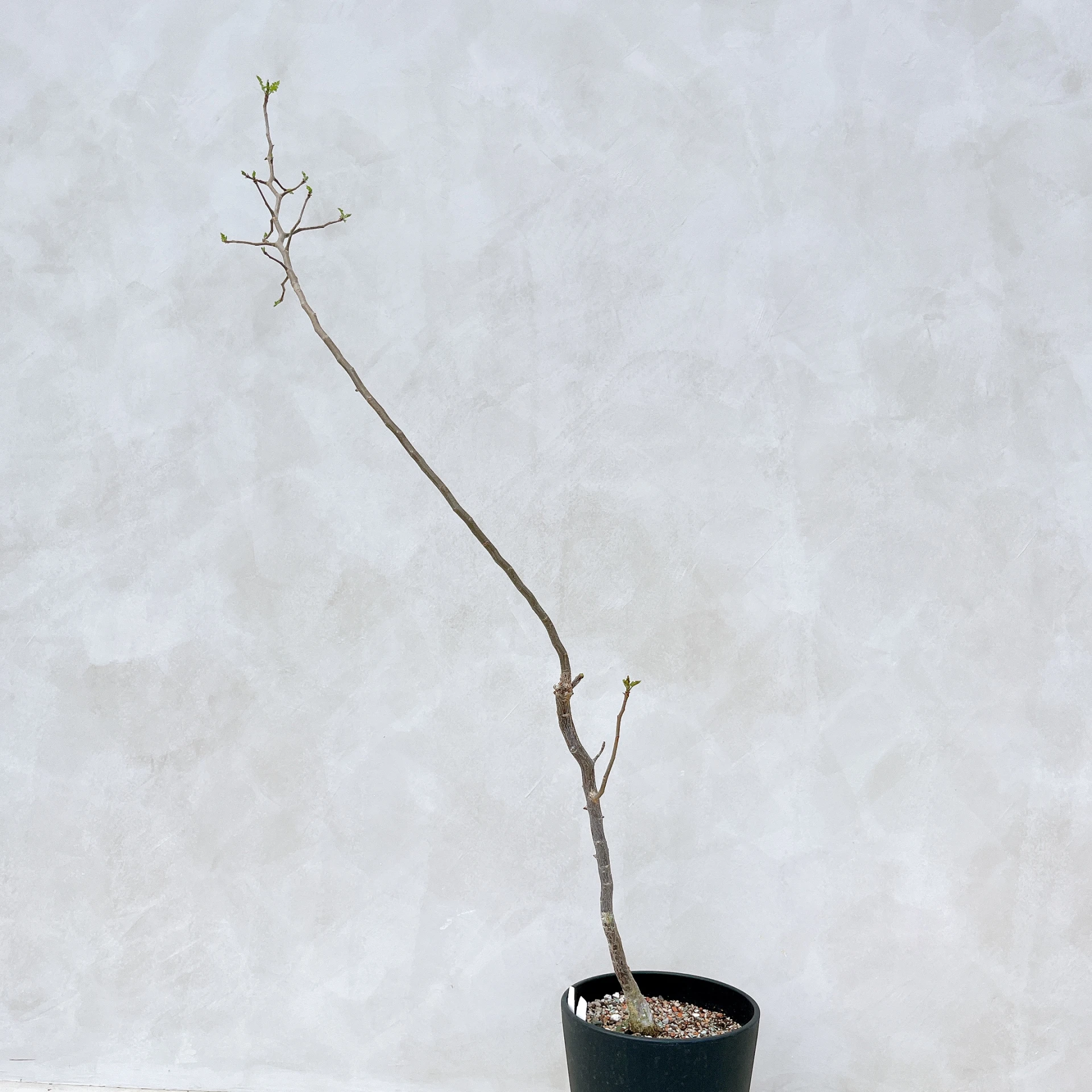 拉克夫裂欖 Bursera laxiflora CA-6006