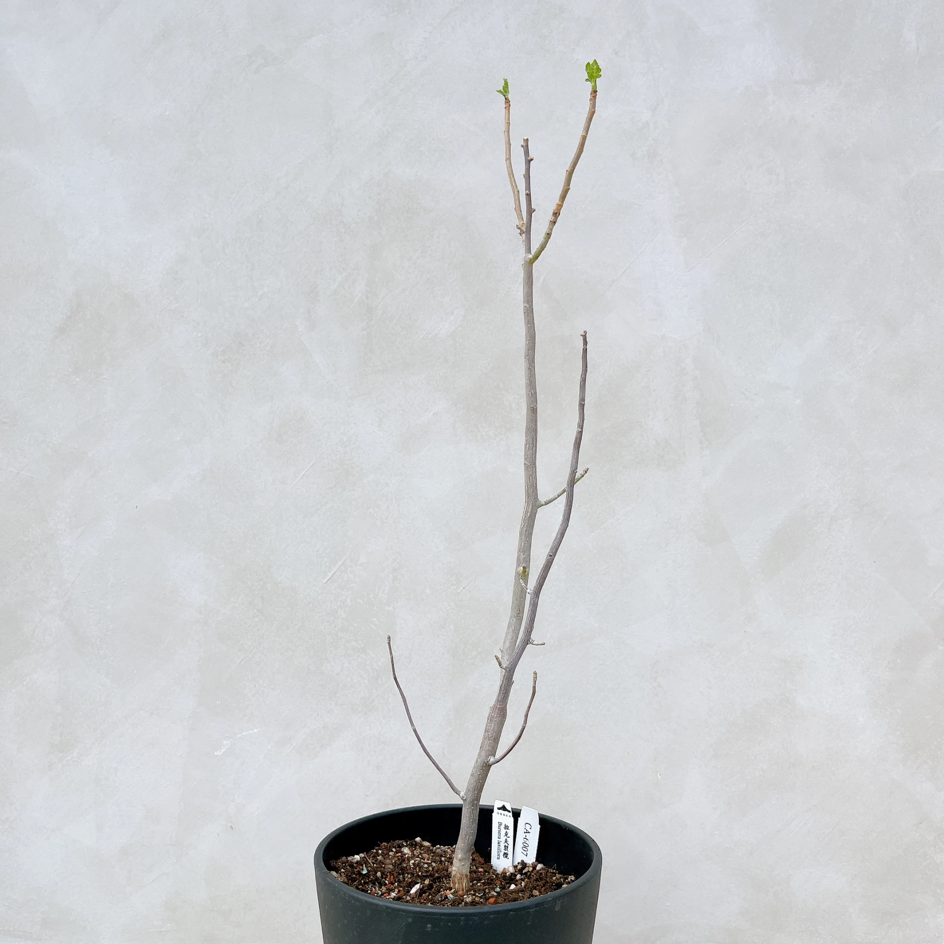 拉克夫裂欖 Bursera laxiflora CA-6007
