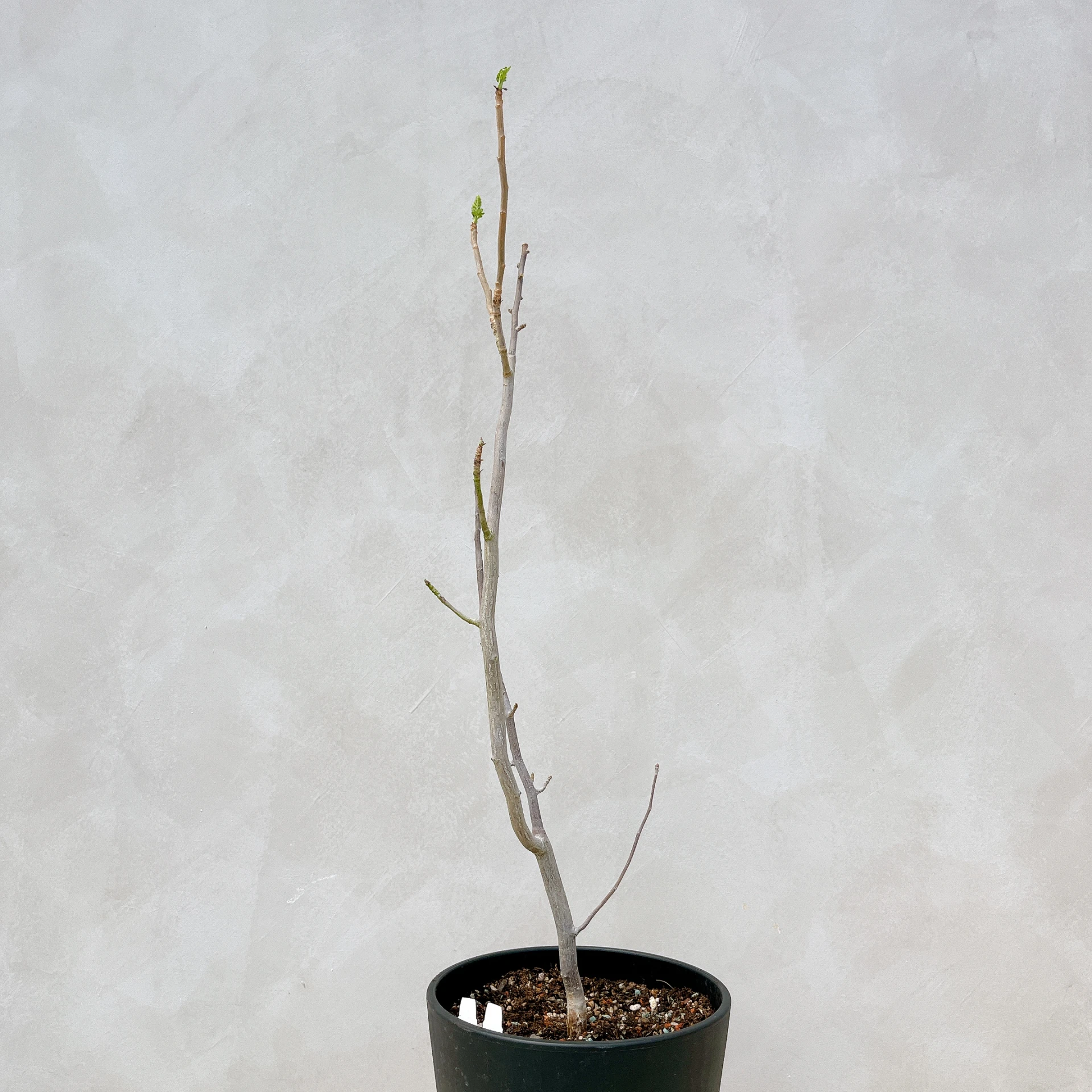 拉克夫裂欖 Bursera laxiflora CA-6007
