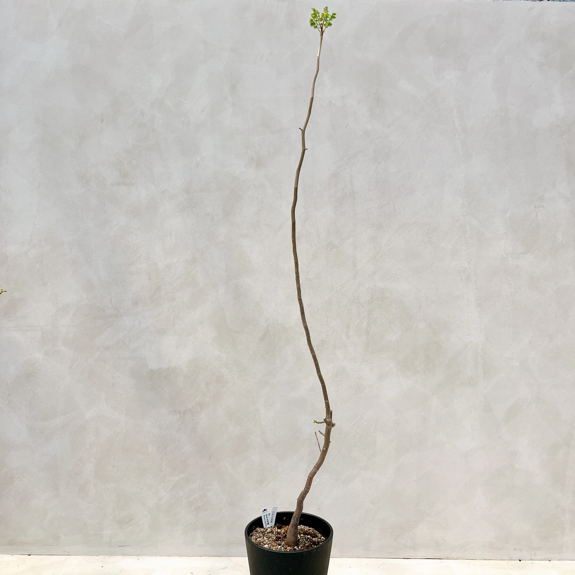 拉克夫裂欖 Bursera laxiflora CA-6008