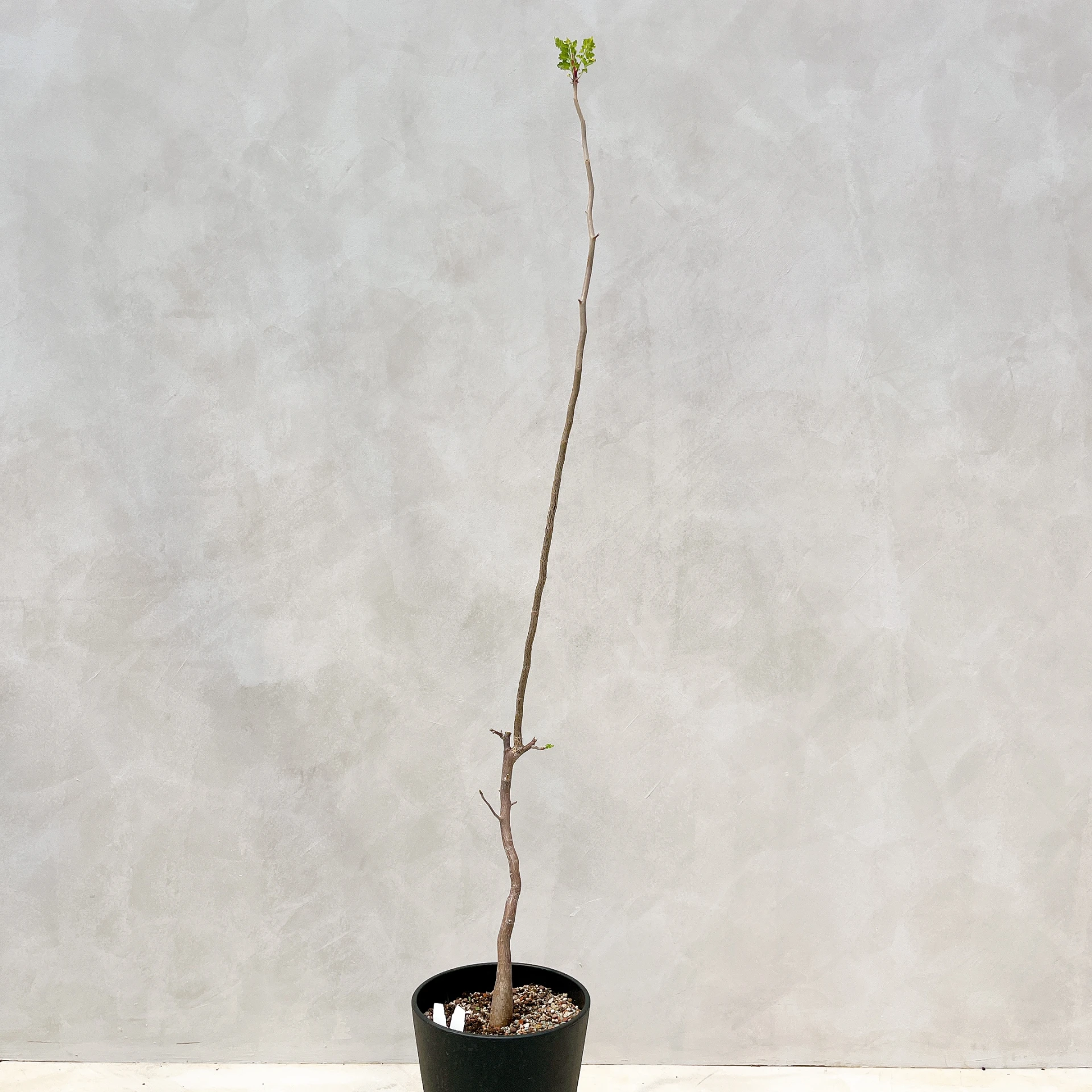 拉克夫裂欖 Bursera laxiflora CA-6008