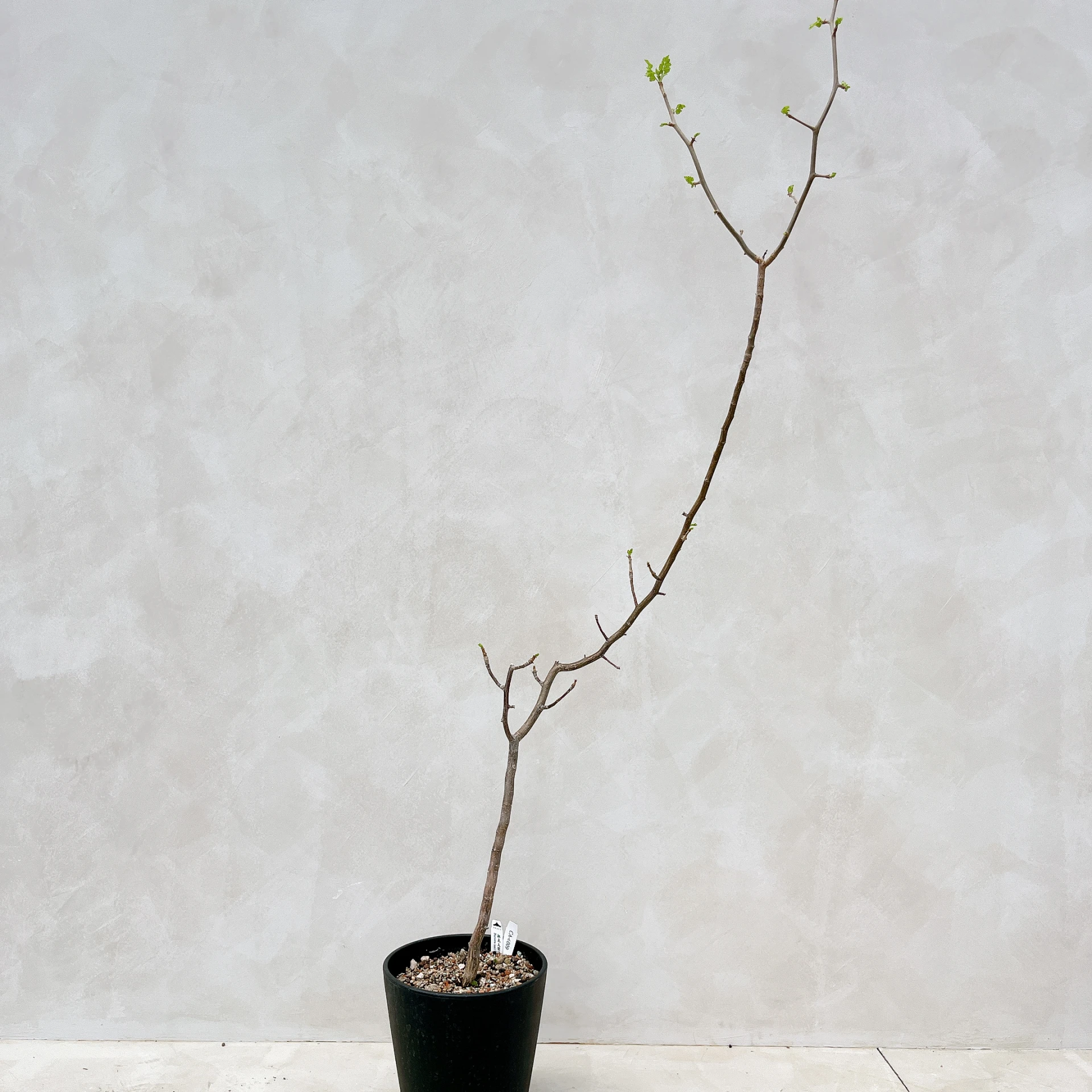 拉克夫裂欖 Bursera laxiflora CA-6009