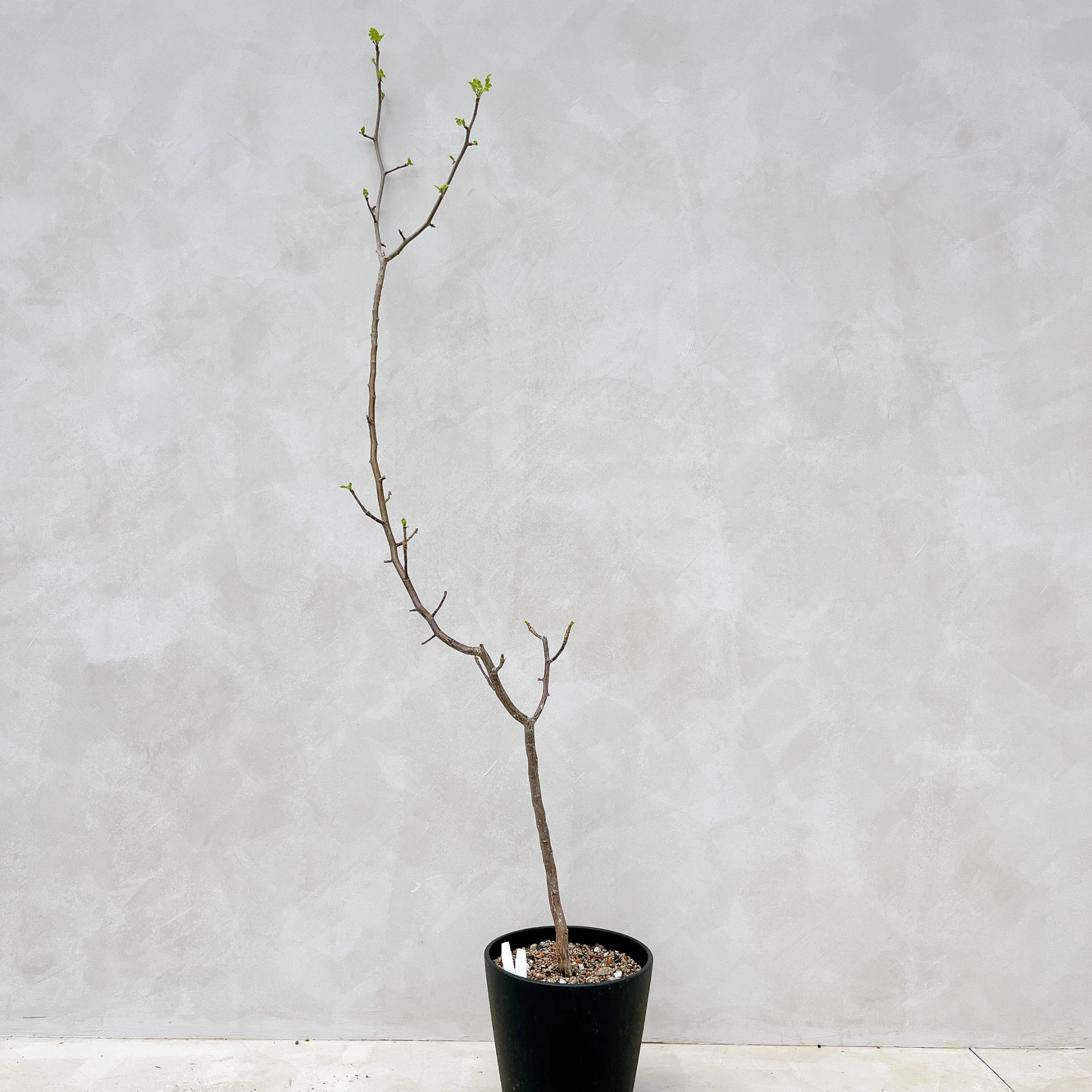 拉克夫裂欖 Bursera laxiflora CA-6009