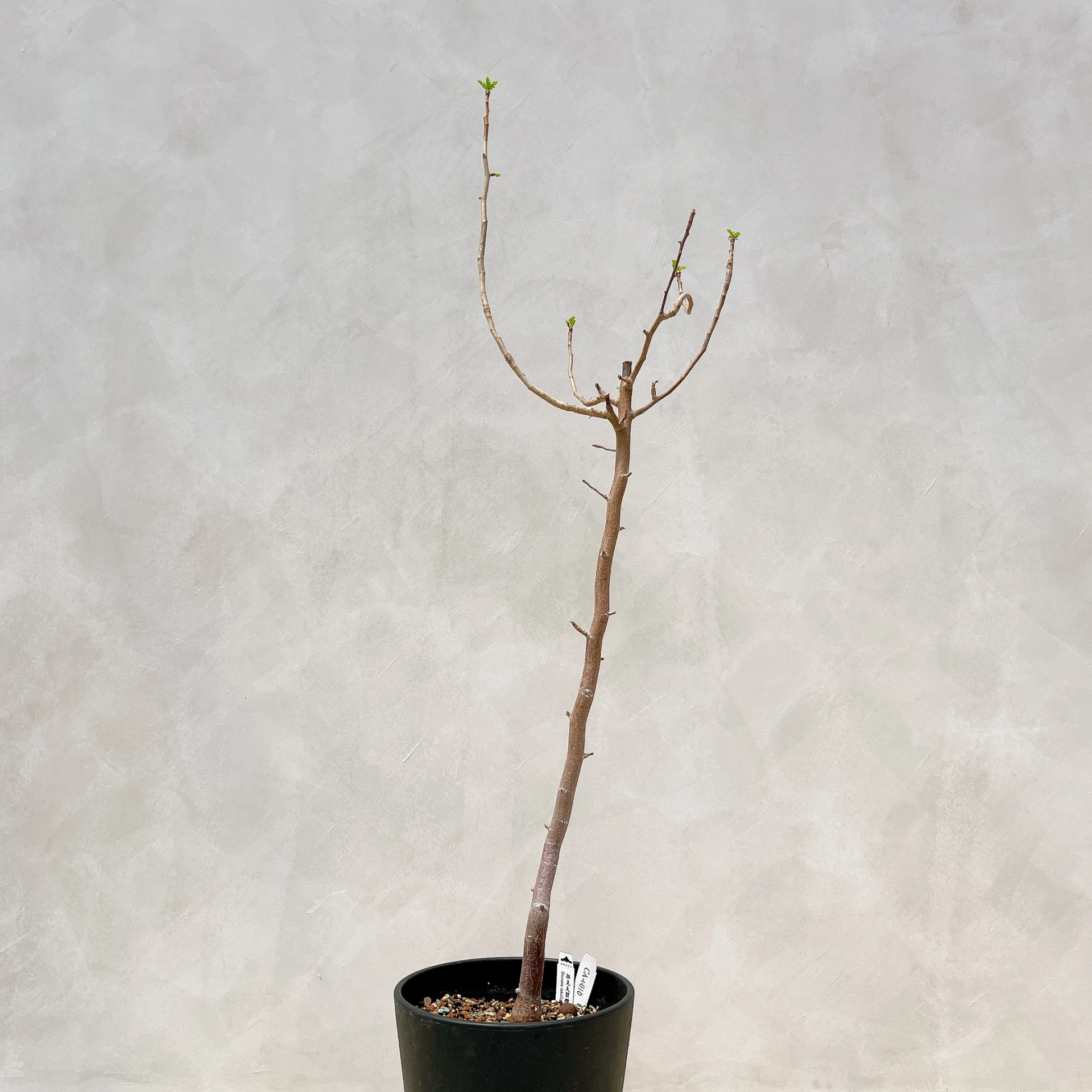 拉克夫裂欖 Bursera laxiflora CA-6010
