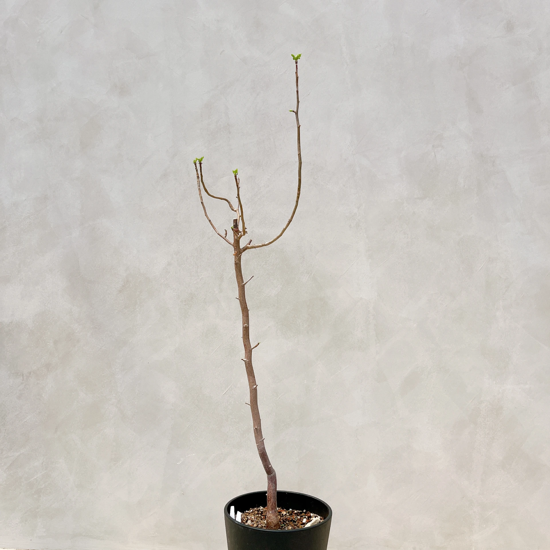 拉克夫裂欖 Bursera laxiflora CA-6010