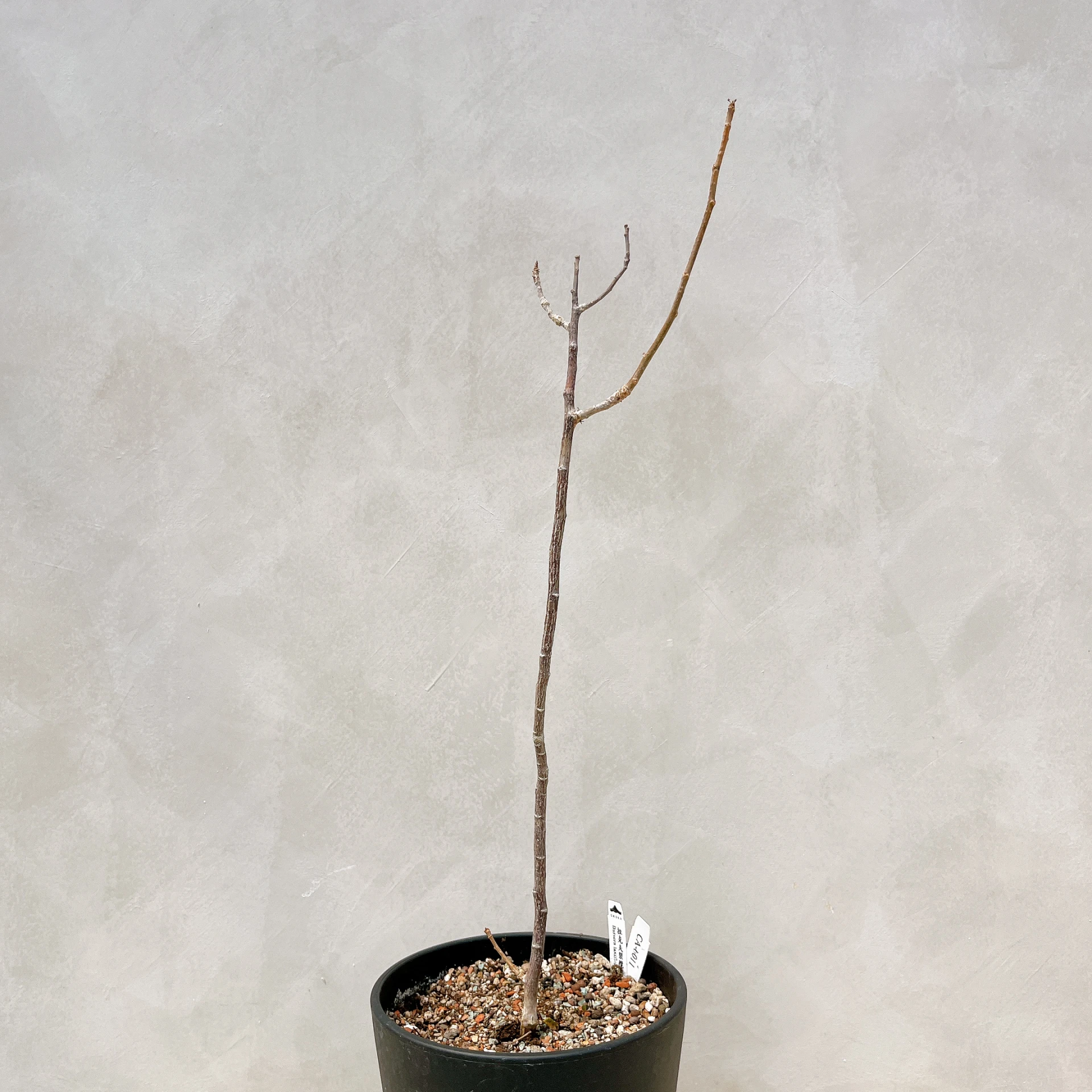 拉克夫裂欖 Bursera laxiflora CA-6011