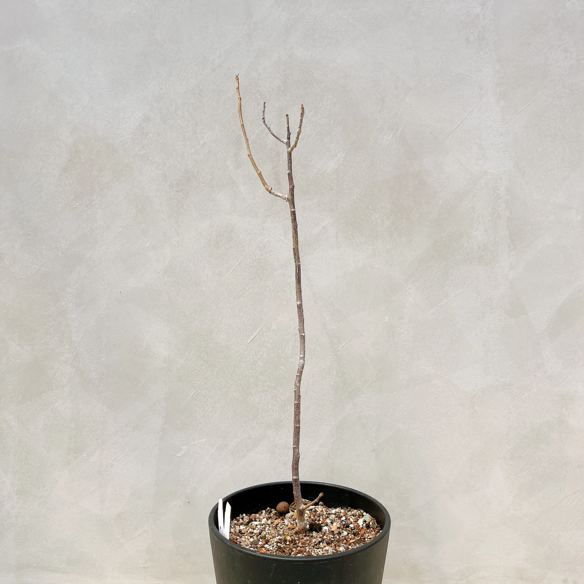 拉克夫裂欖 Bursera laxiflora CA-6011