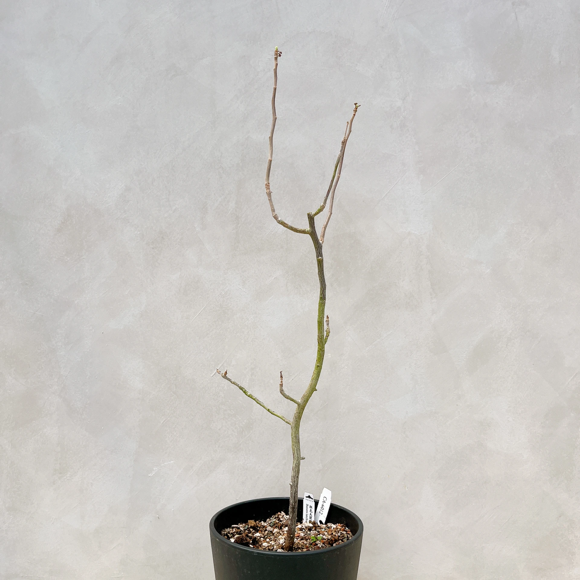 拉克夫裂欖 Bursera laxiflora CA-6012