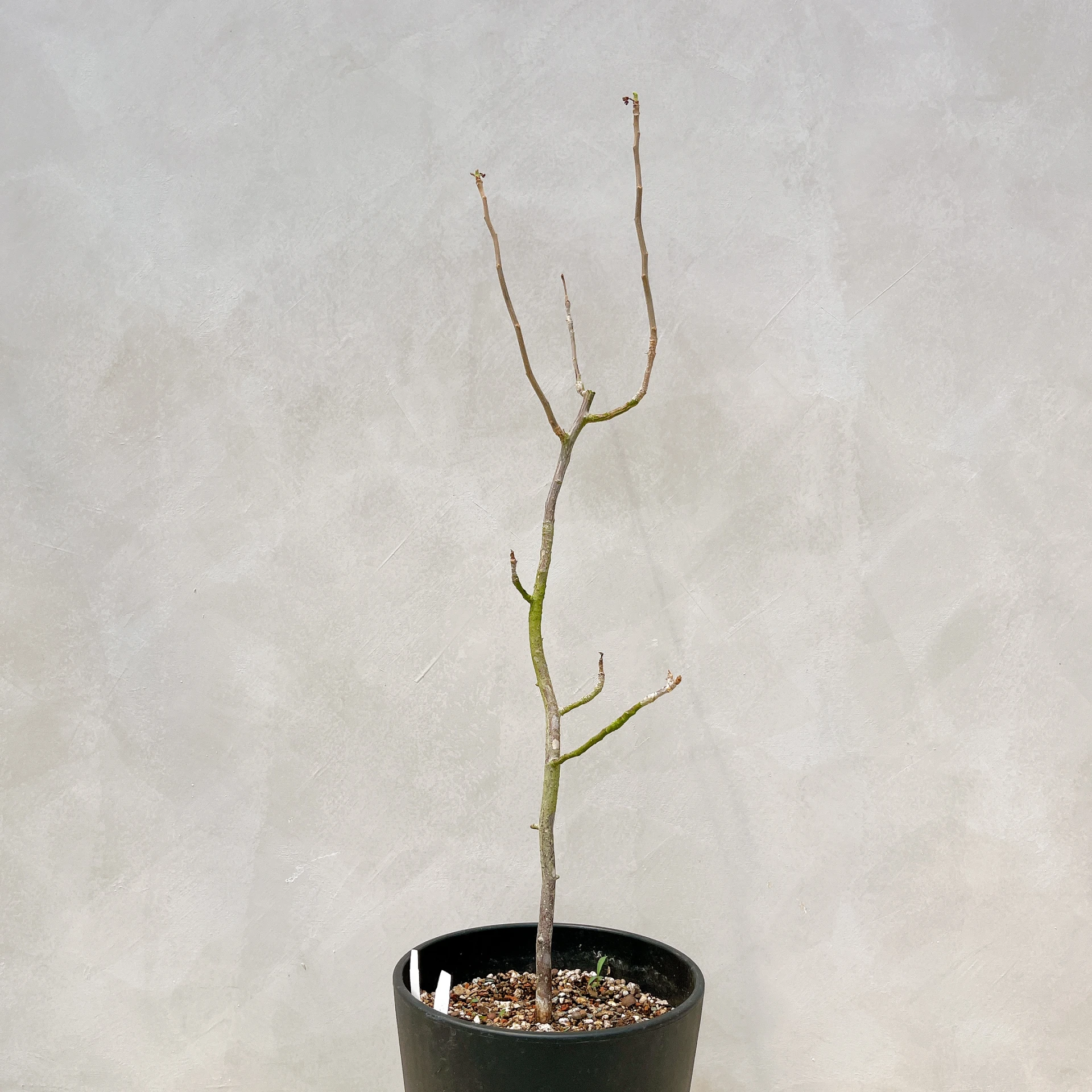 拉克夫裂欖 Bursera laxiflora CA-6012