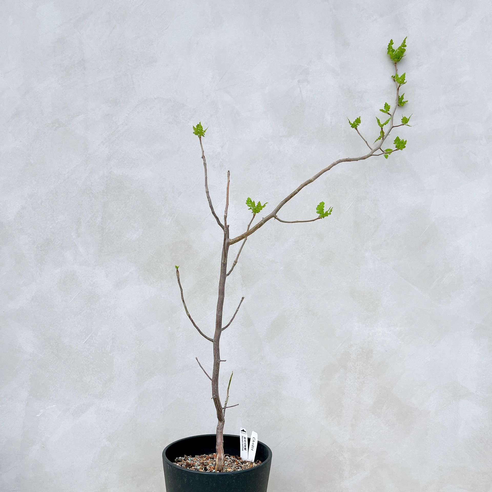 拉克夫裂欖 Bursera laxiflora CA-6014