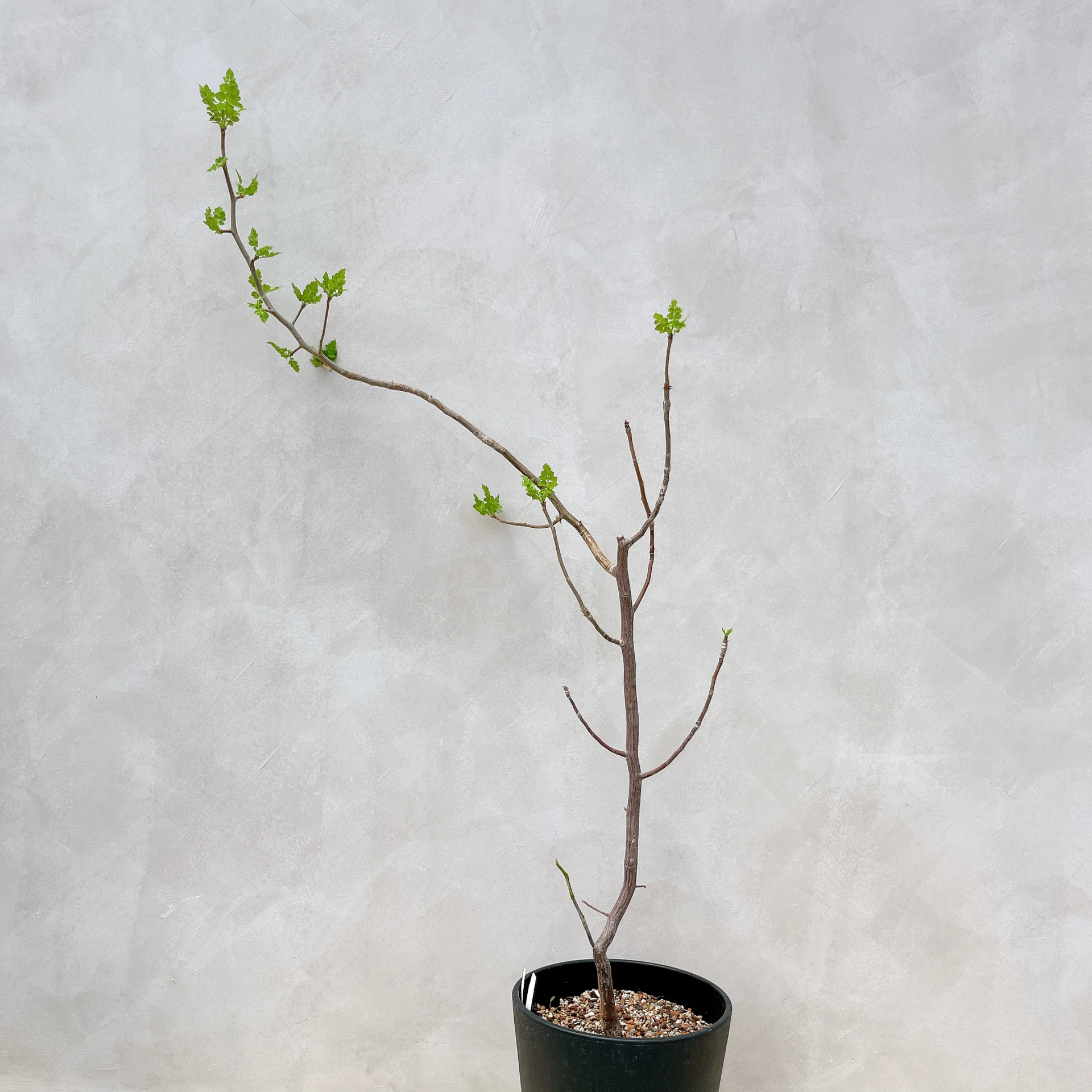 拉克夫裂欖 Bursera laxiflora CA-6014