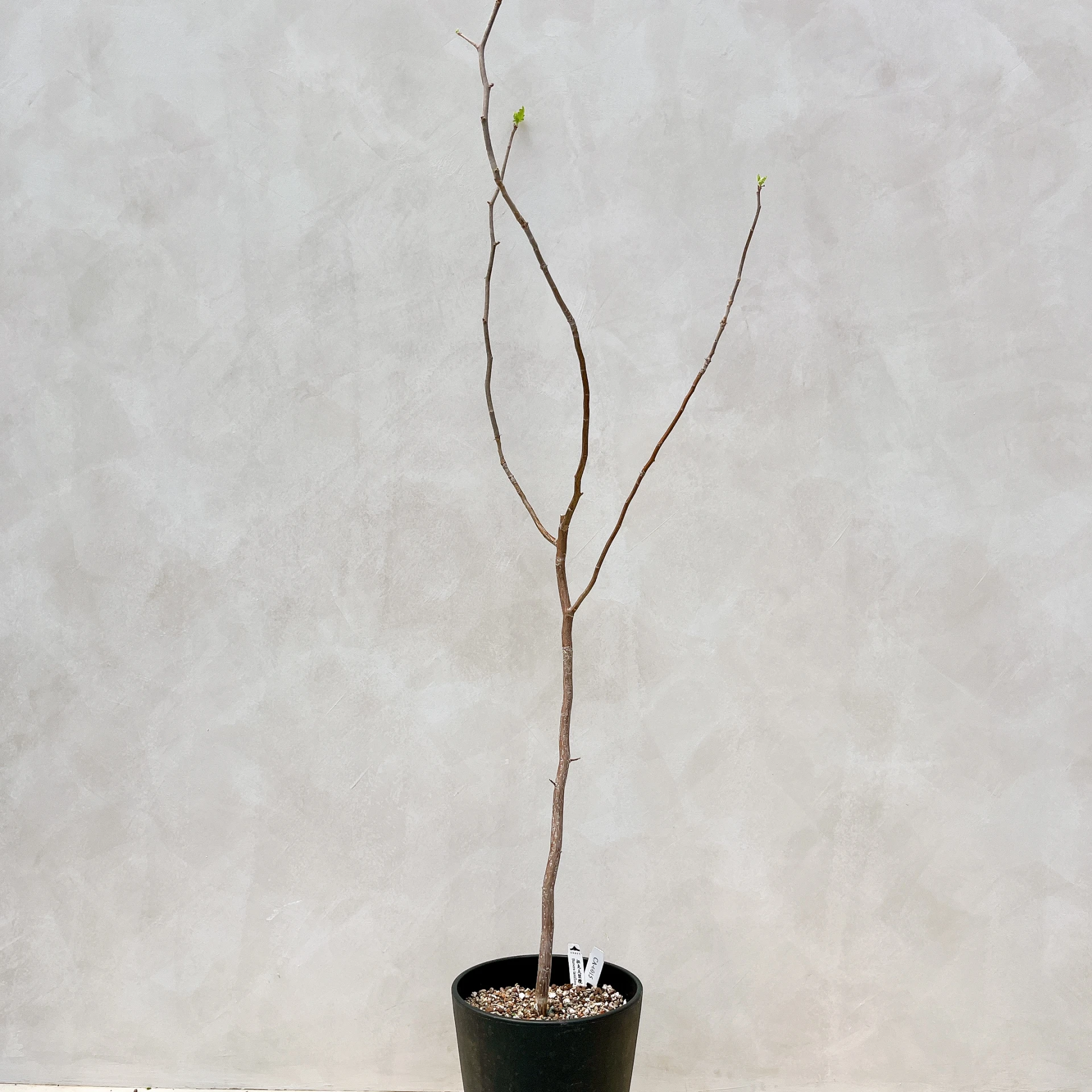 拉克夫裂欖 Bursera laxiflora CA-6015