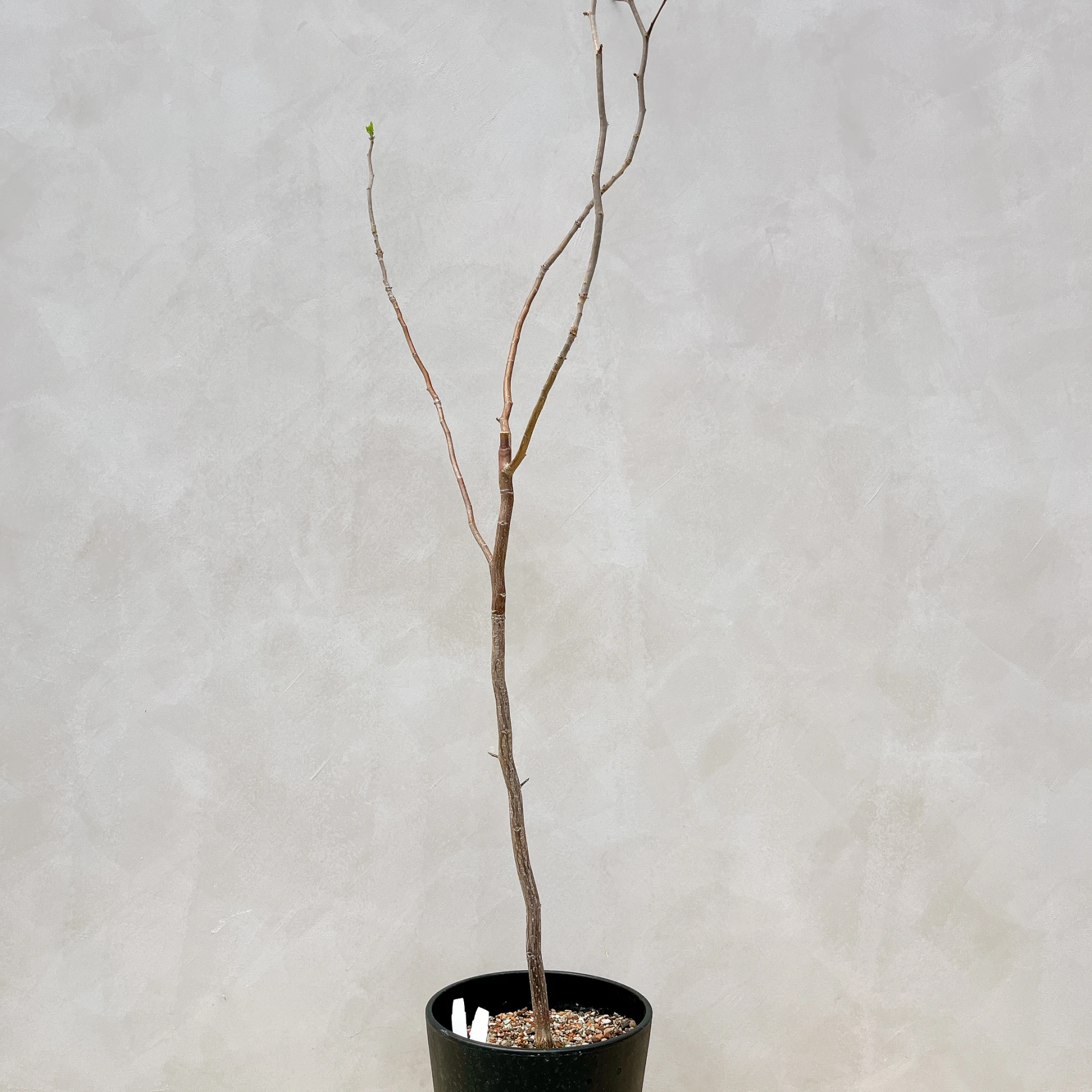 拉克夫裂欖 Bursera laxiflora CA-6015