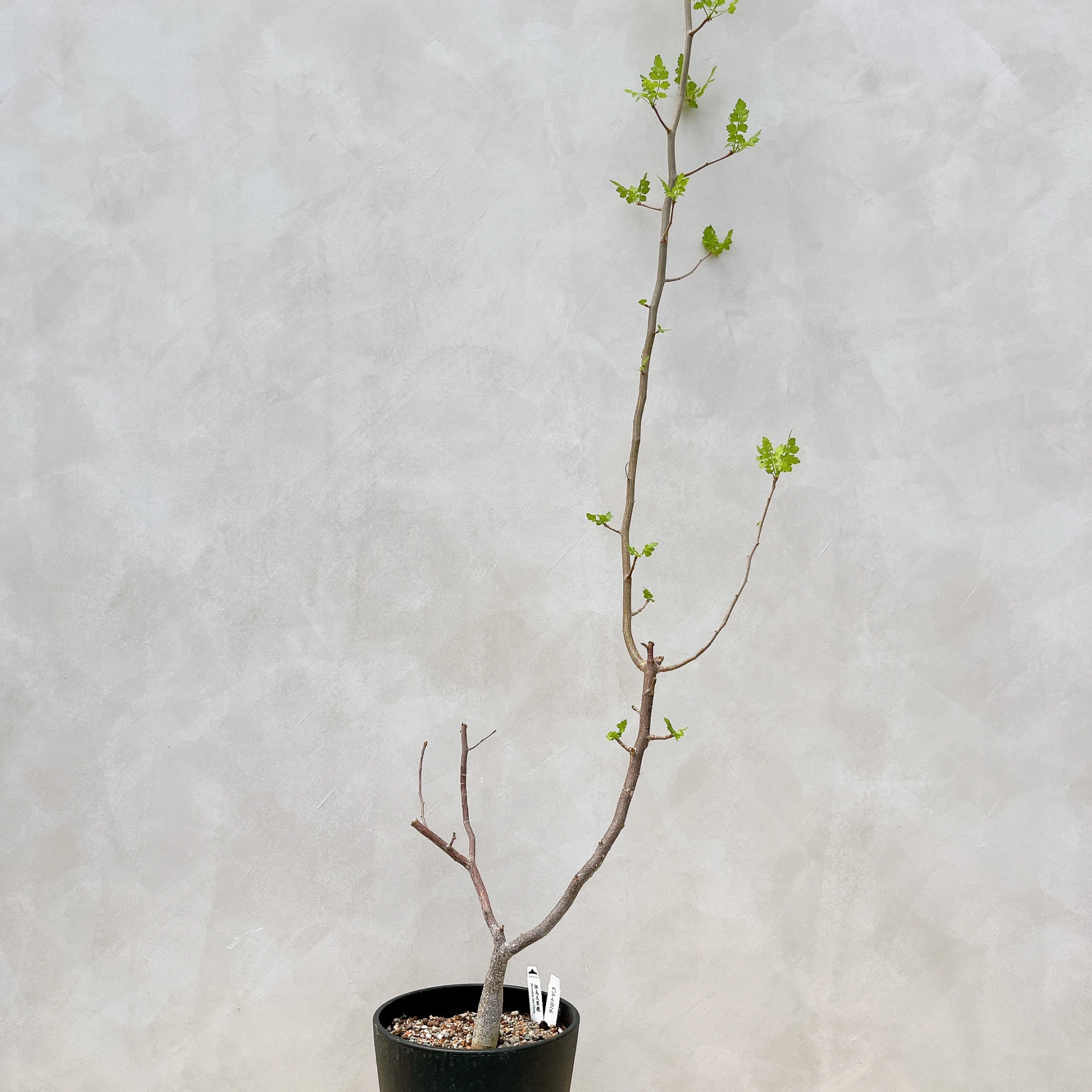 拉克夫裂欖 Bursera laxiflora CA-6016